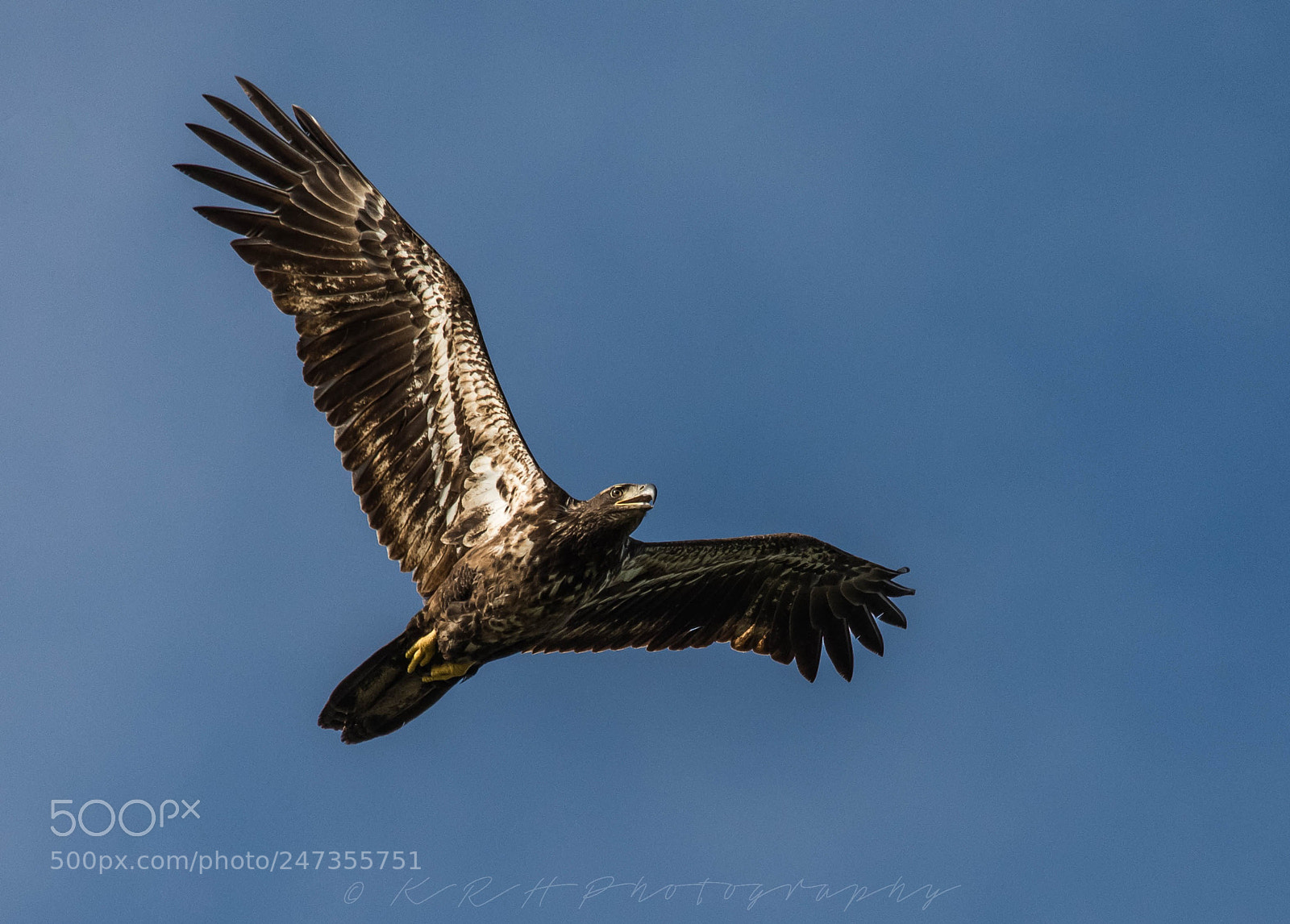 Nikon D7200 sample photo. Juvenile bald eagle photography