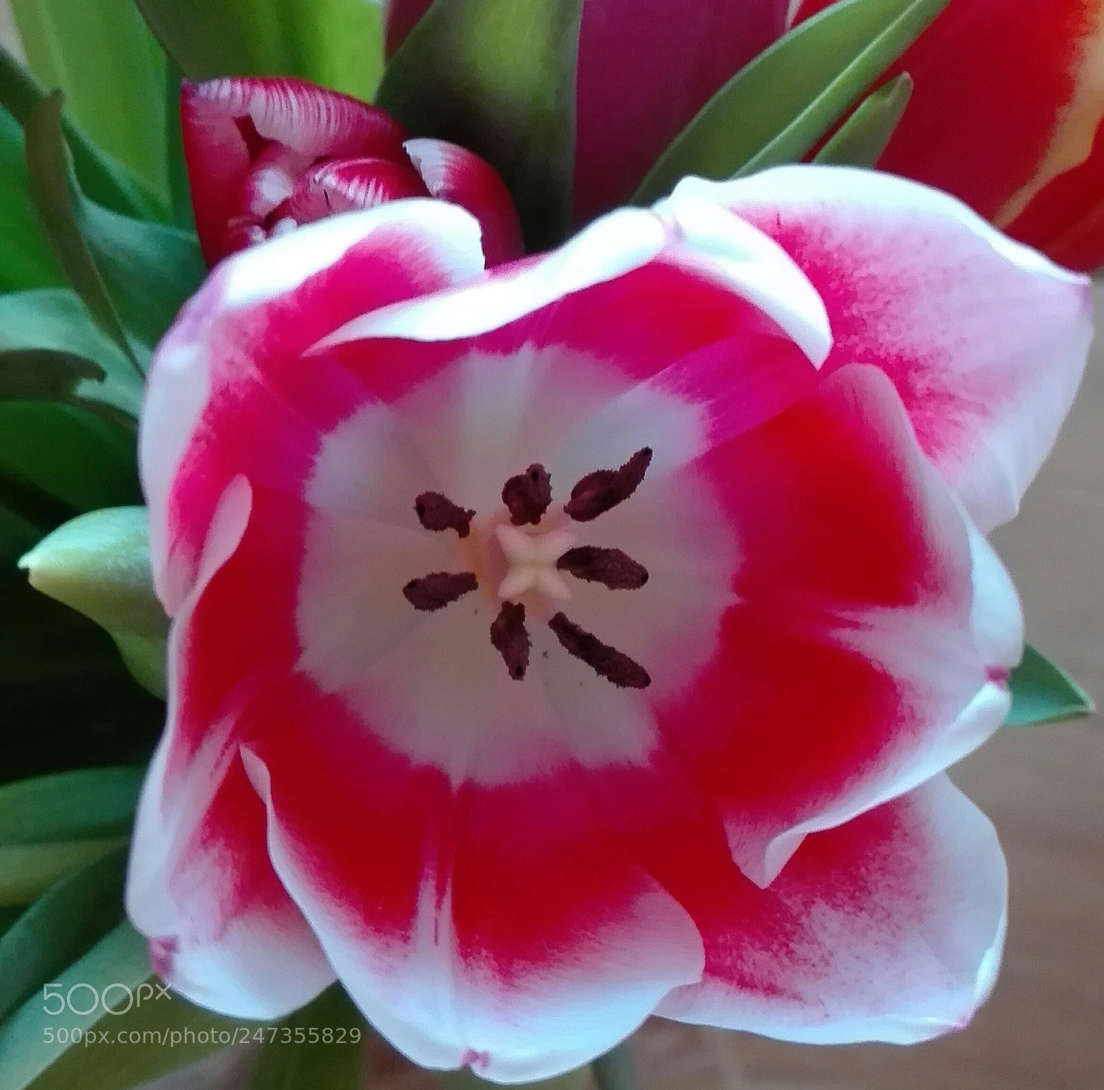 HUAWEI P8 Lite sample photo. Beauty photography