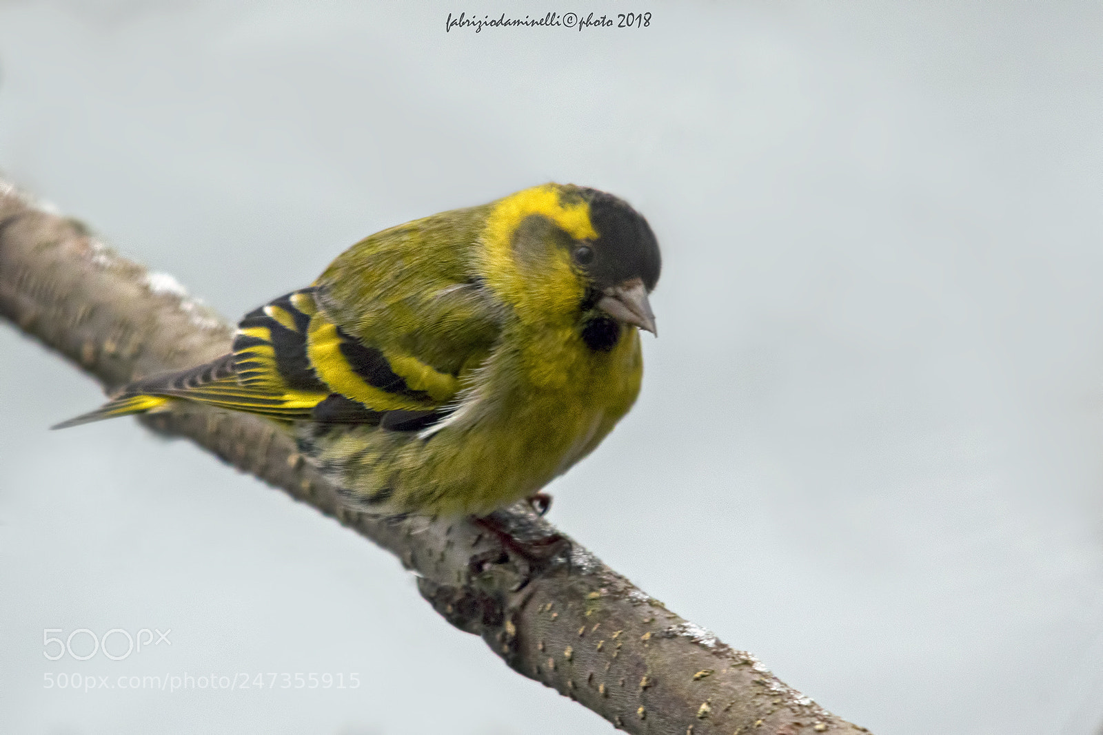 Canon EOS 7D Mark II sample photo. Lucherino - spinus spinus photography