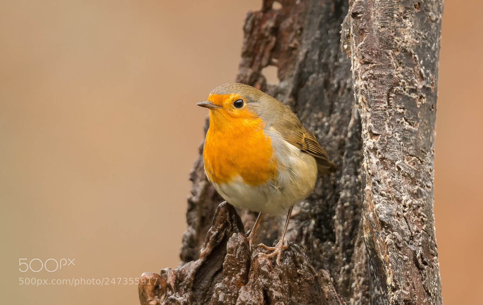 Nikon D5200 sample photo. Robin pose photography