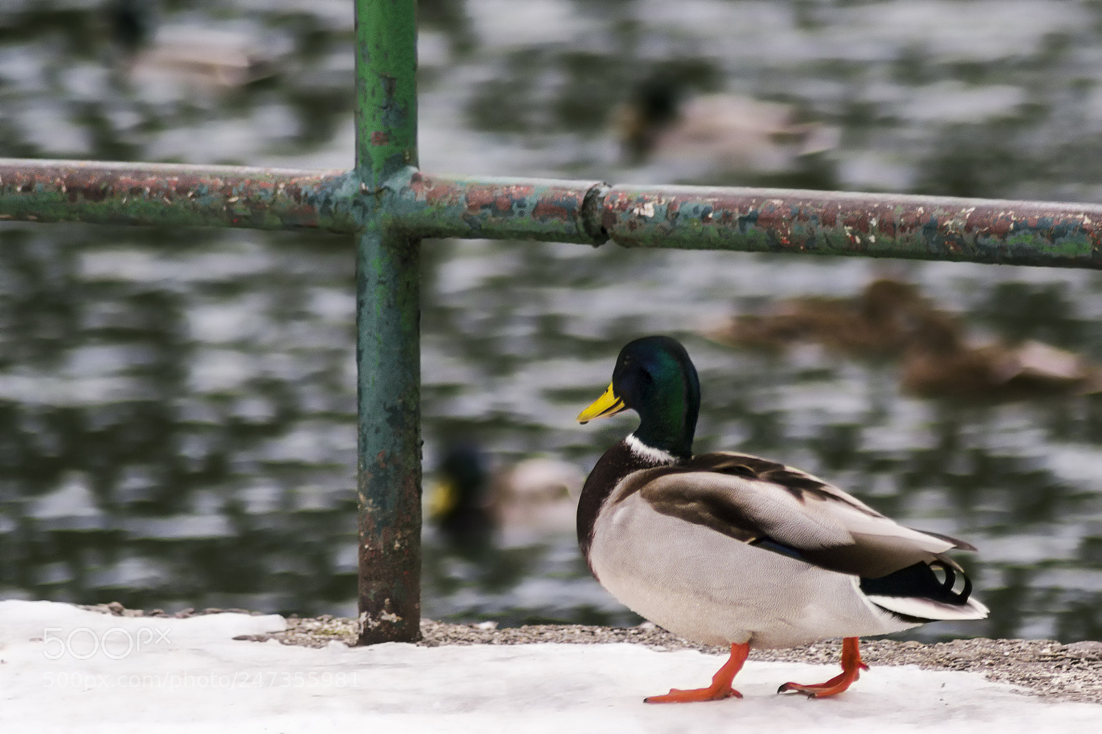 Nikon D3100 sample photo. Lonely duck photography
