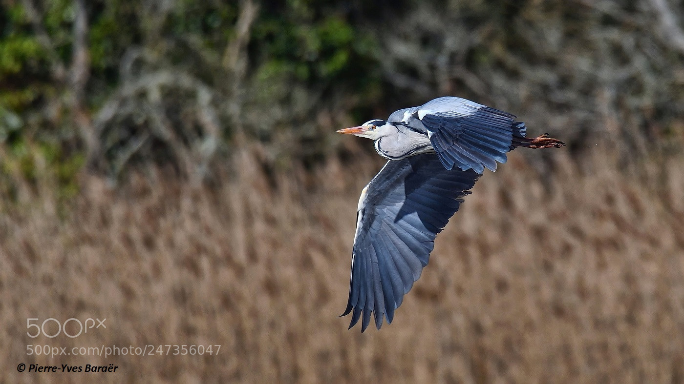 Nikon D500 sample photo. Grey heron in flight photography