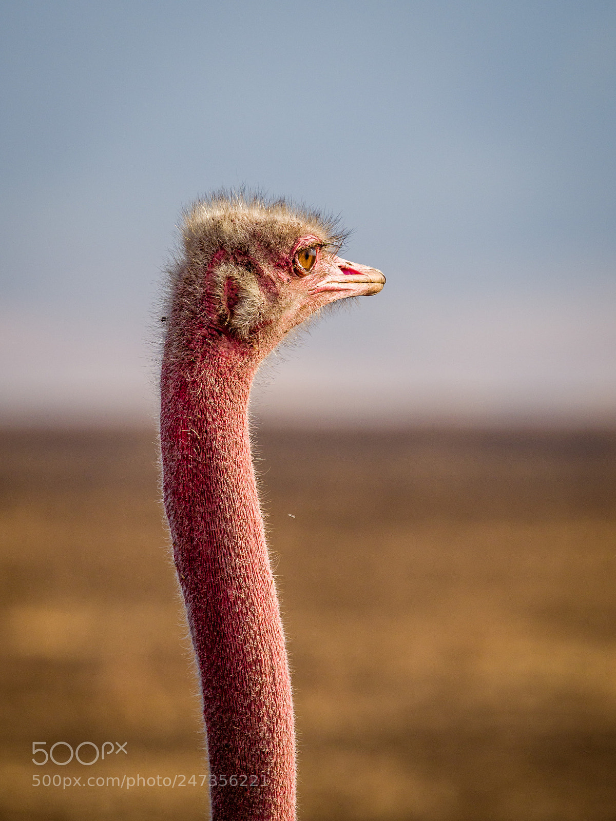 Olympus OM-D E-M1 Mark II sample photo. Bird sadness photography