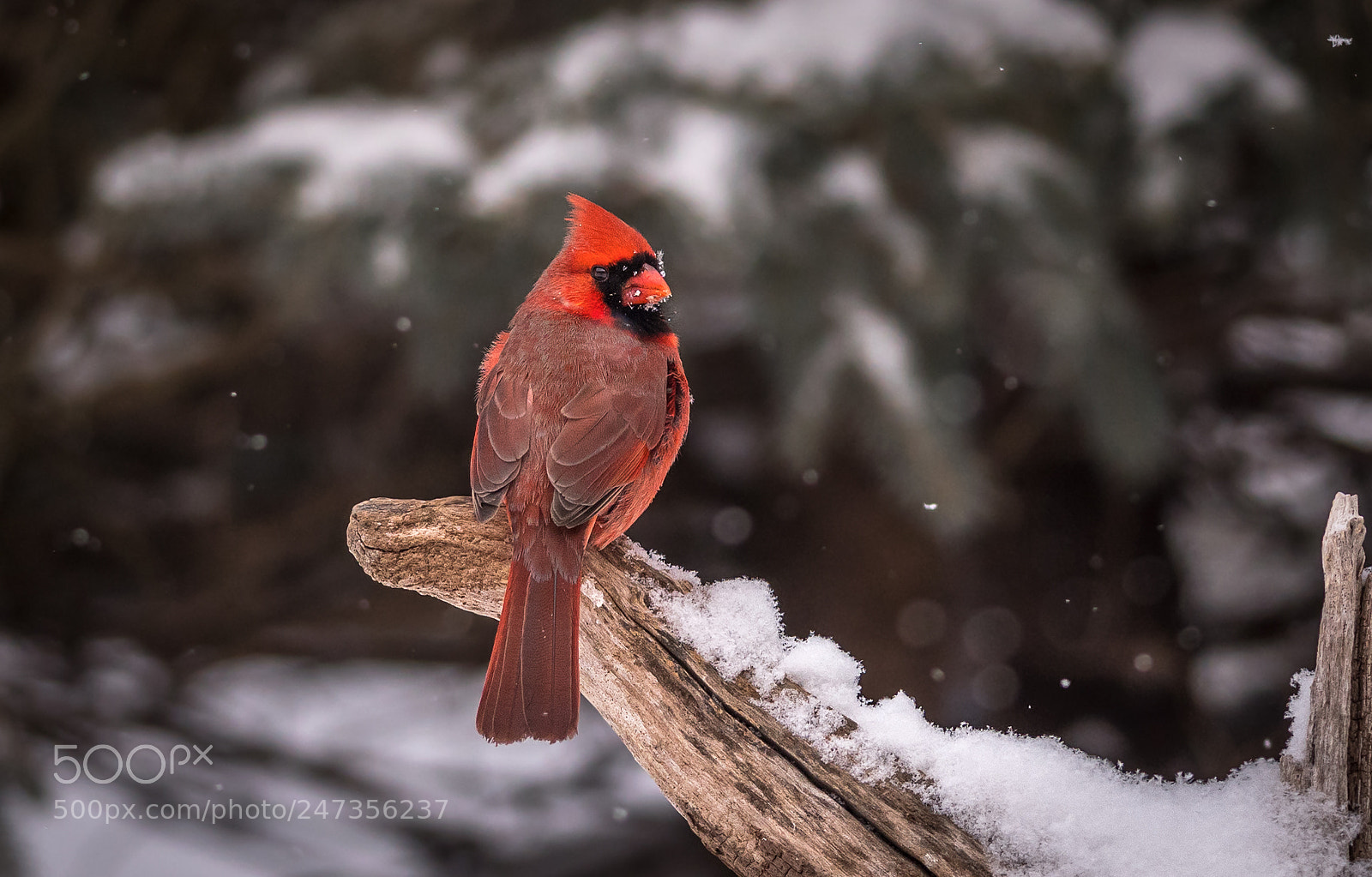 Nikon D500 sample photo. Cardinal with snowy face photography
