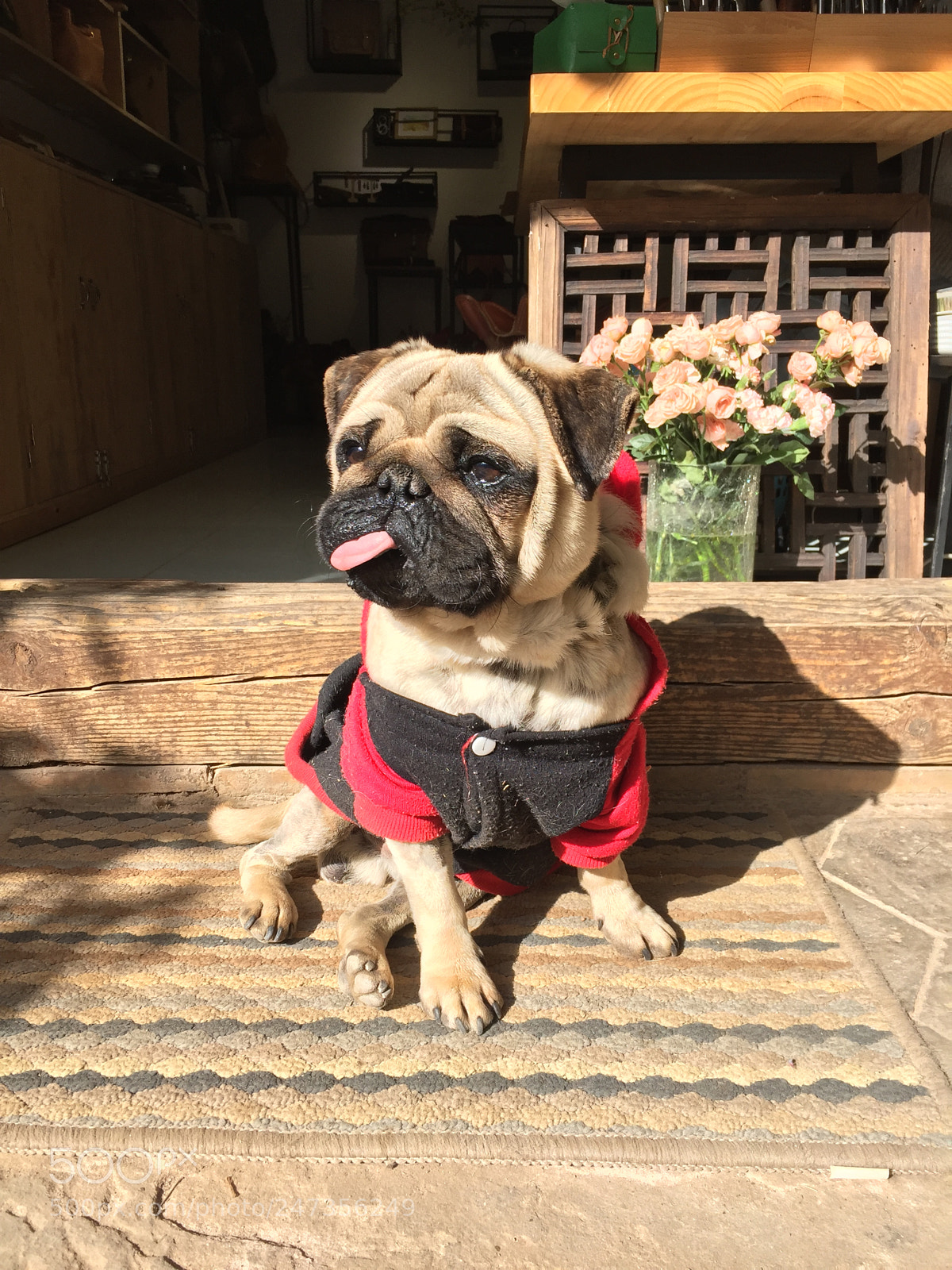 Apple iPhone 6 sample photo. Dog photography
