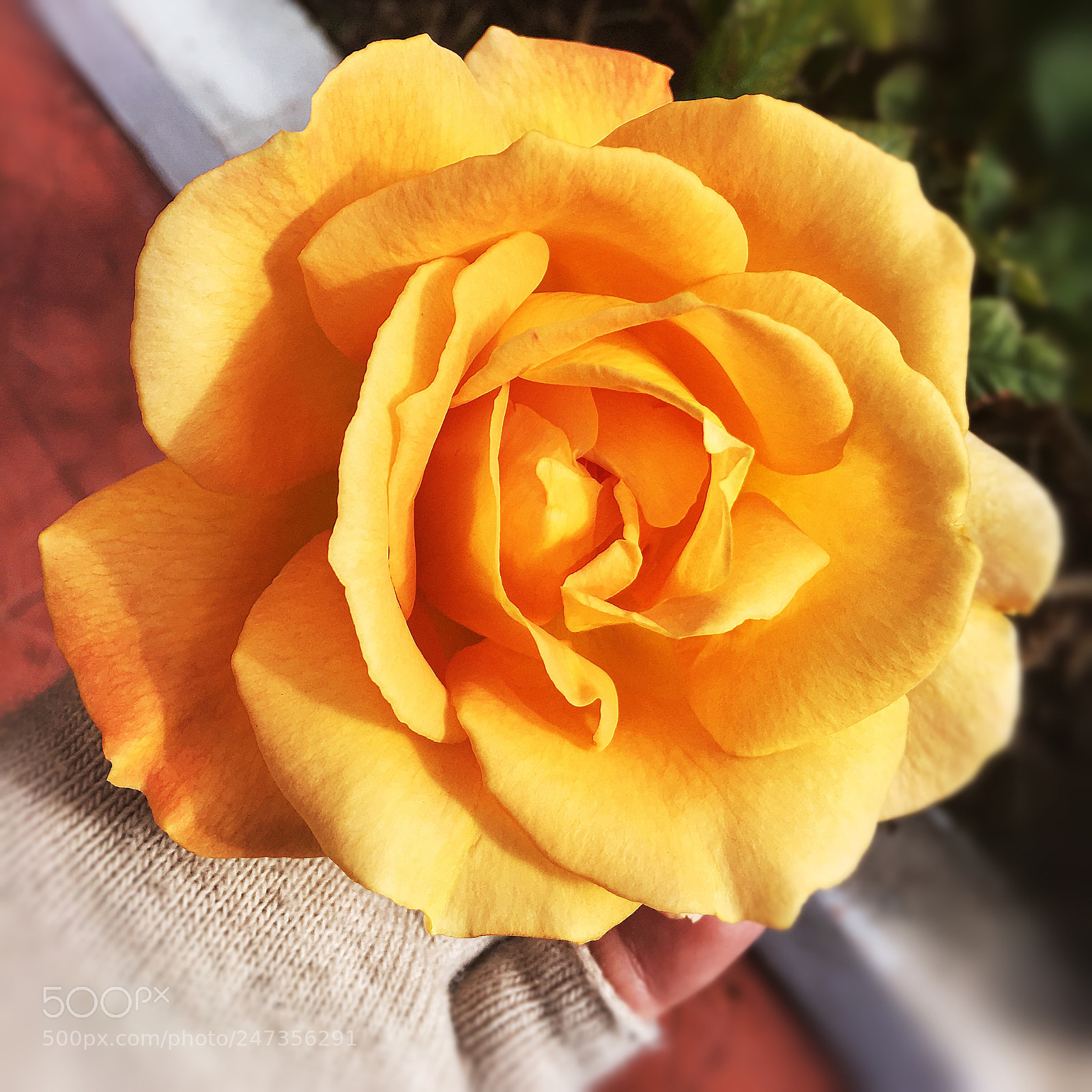 Apple iPhone 6s Plus sample photo. A yellow rose on photography
