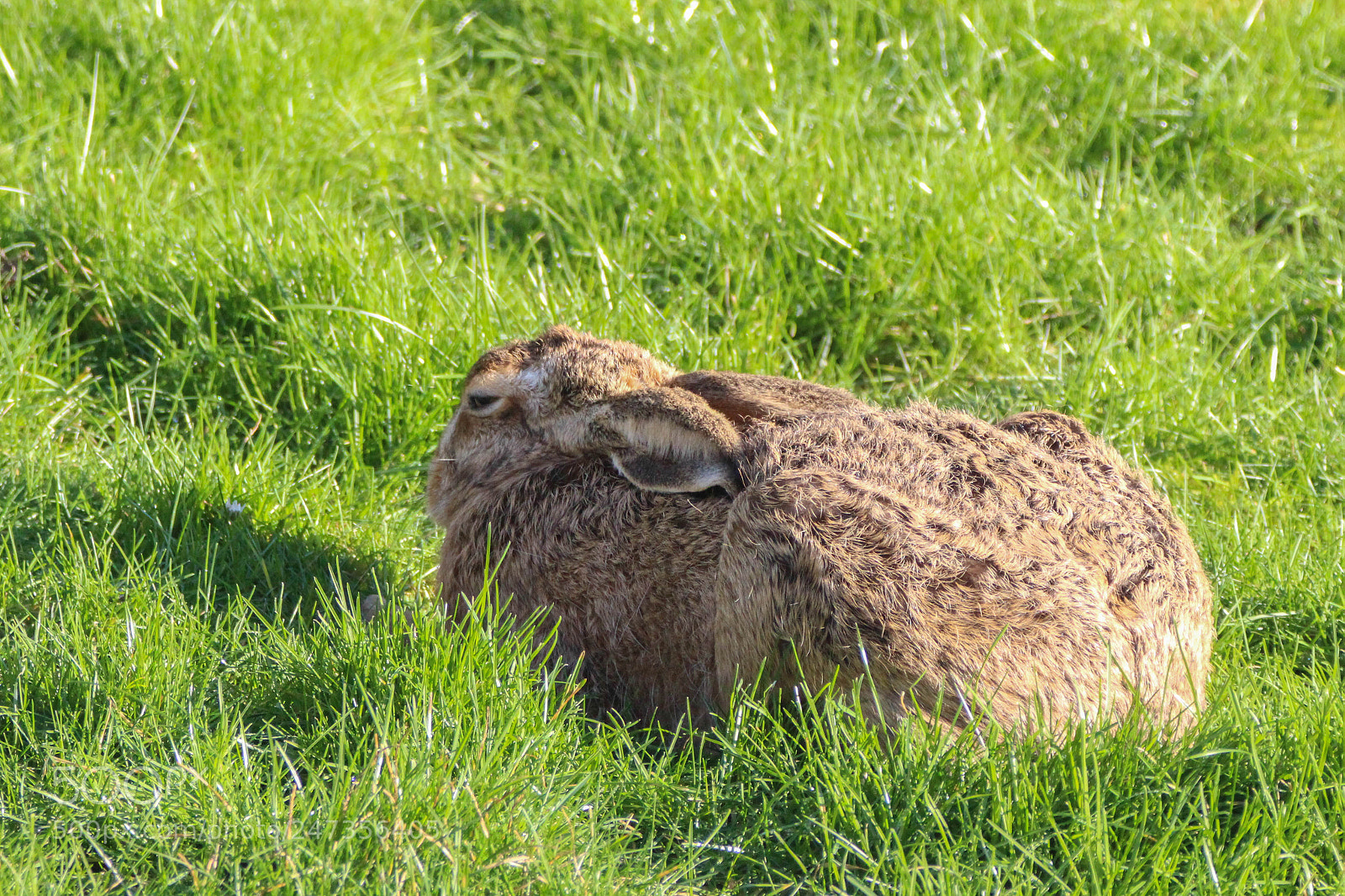 Canon EOS 700D (EOS Rebel T5i / EOS Kiss X7i) sample photo. Hare photography