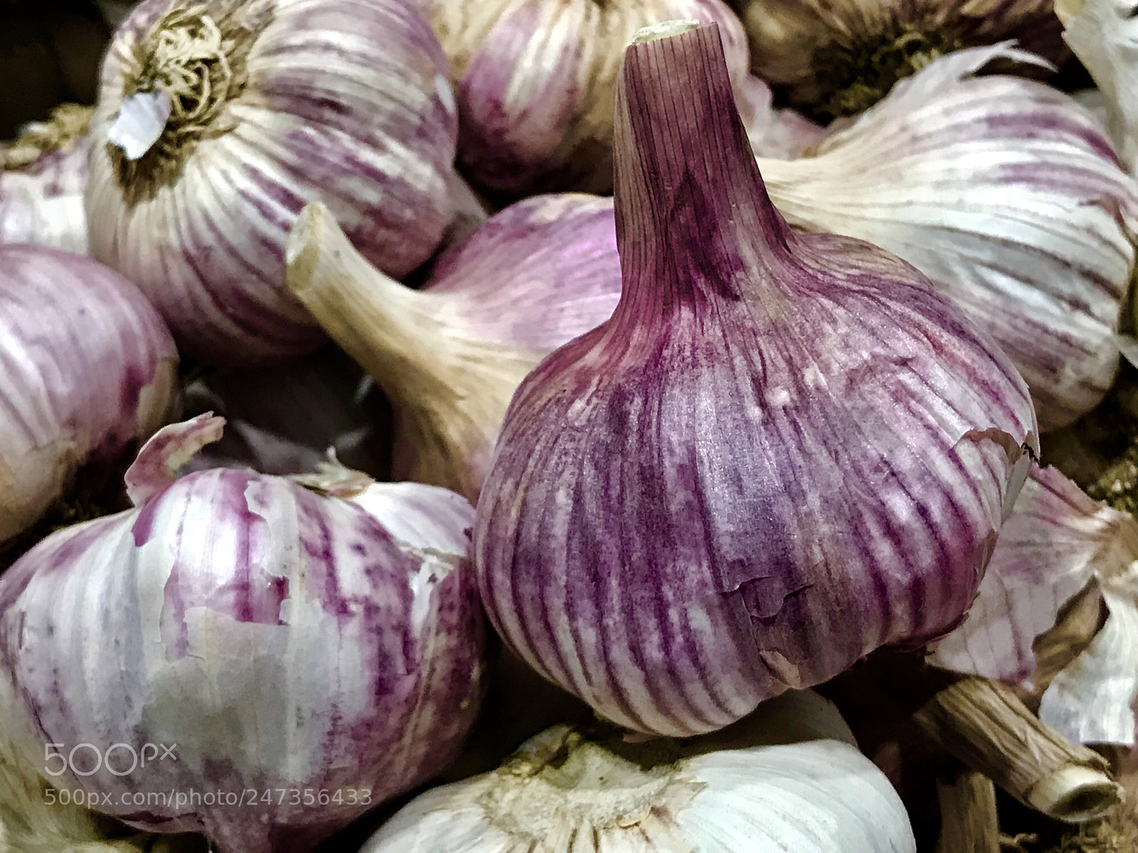 Apple iPhone 7 Plus sample photo. Garlic photography