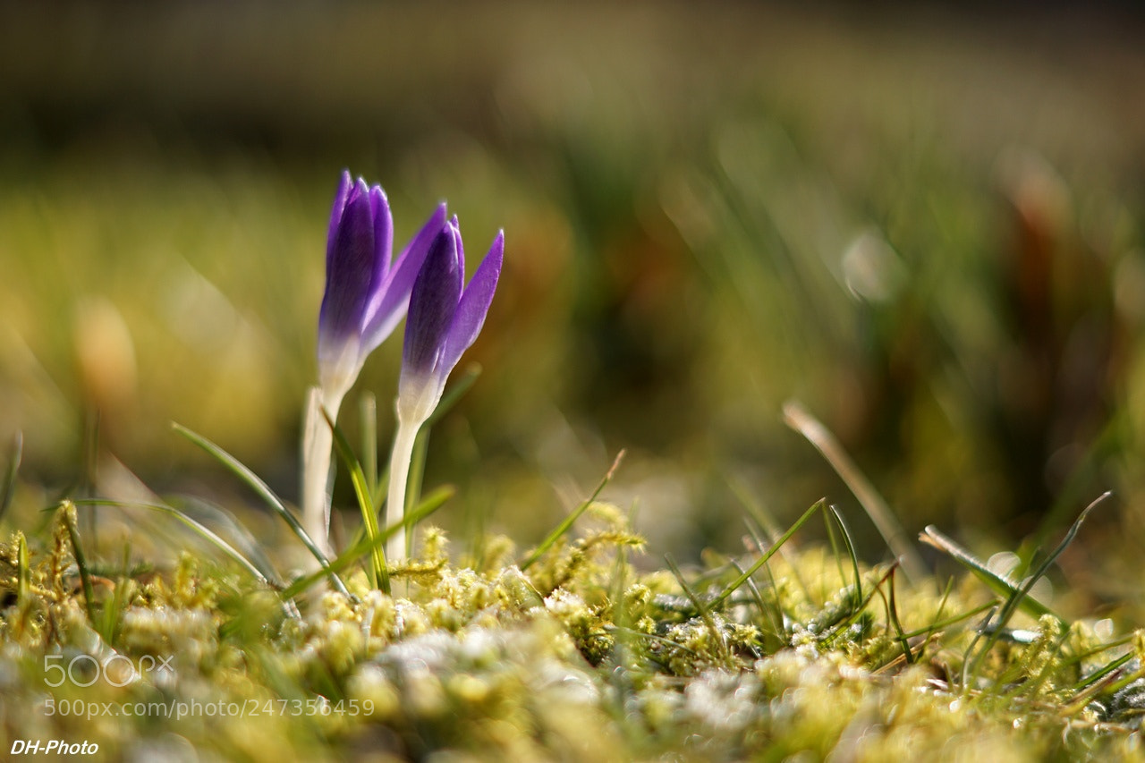 Sony ILCA-77M2 sample photo. Crocuses photography