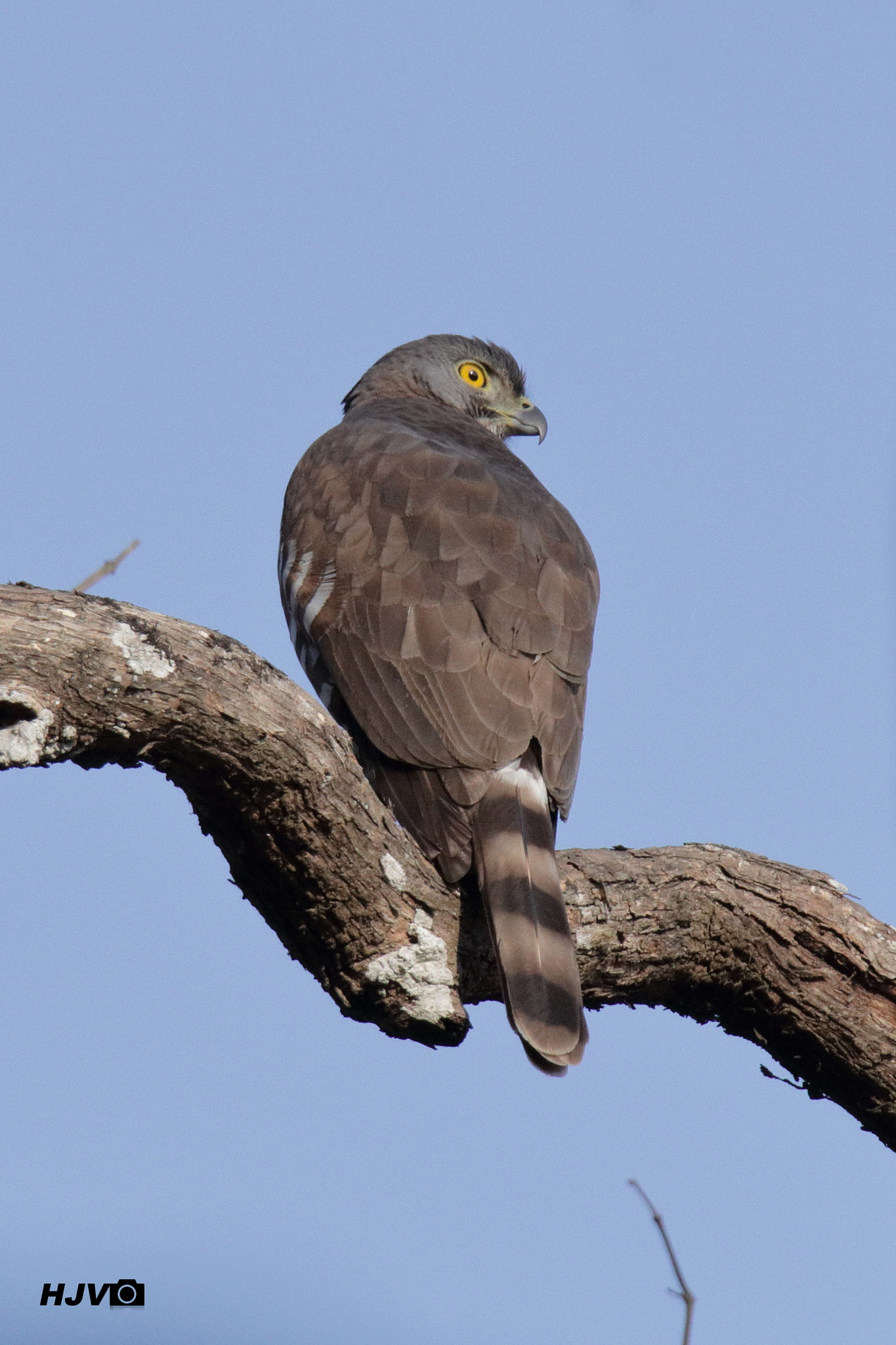 Canon EOS 80D + Canon EF 100-400mm F4.5-5.6L IS II USM sample photo. Crested goshawk photography