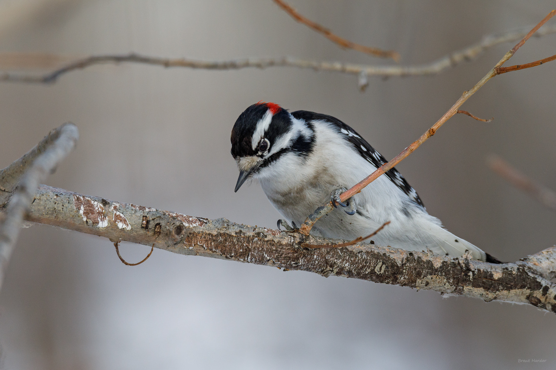 Canon EOS sample photo. Downy woodpecker photography
