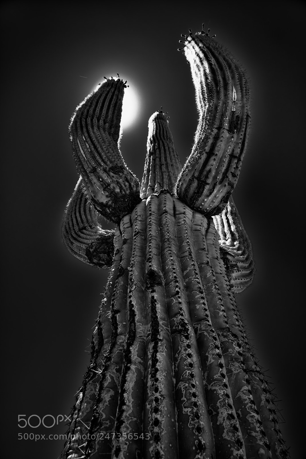Nikon D800E sample photo. Looking up to a photography