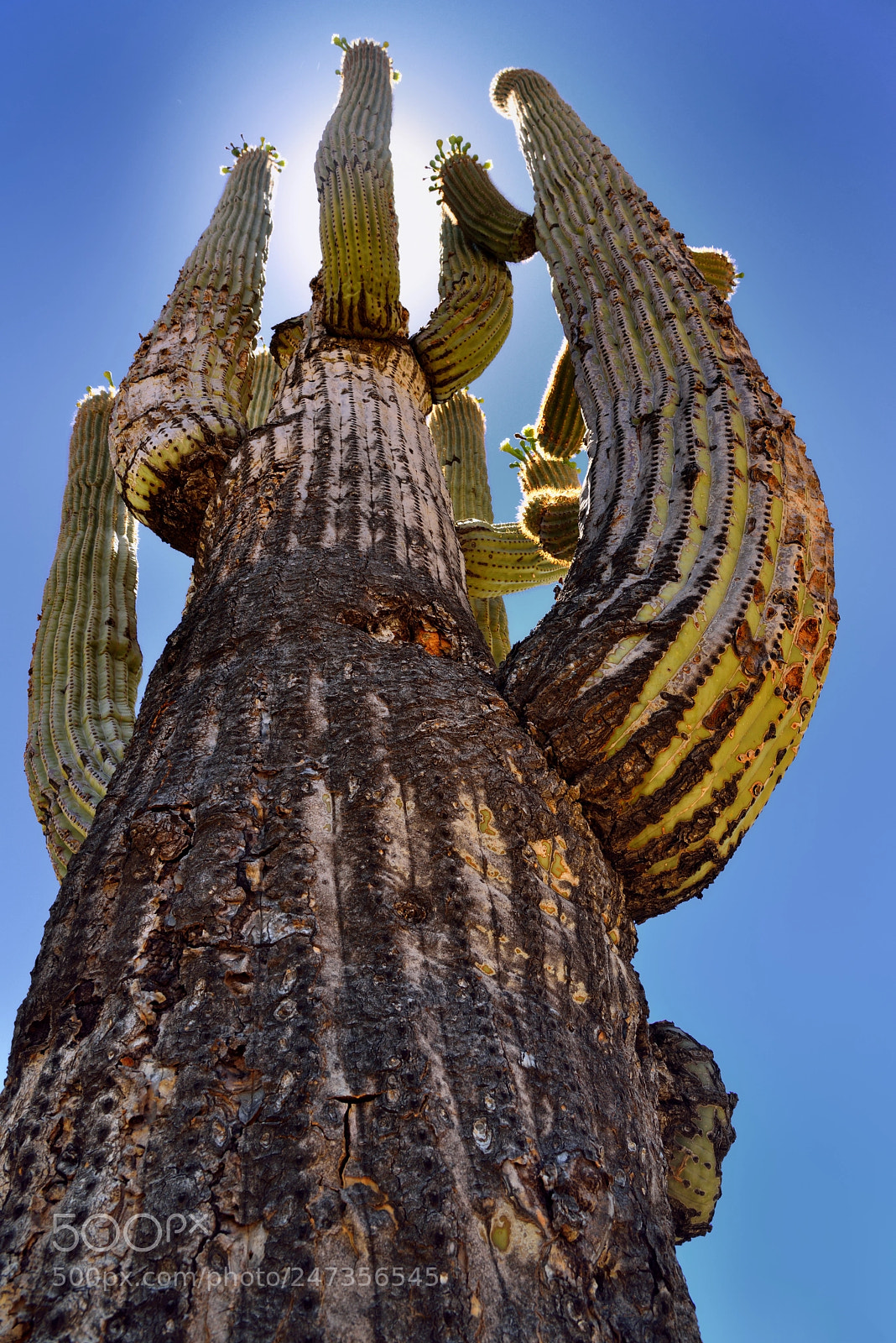 Nikon D800E sample photo. Looking up to a photography