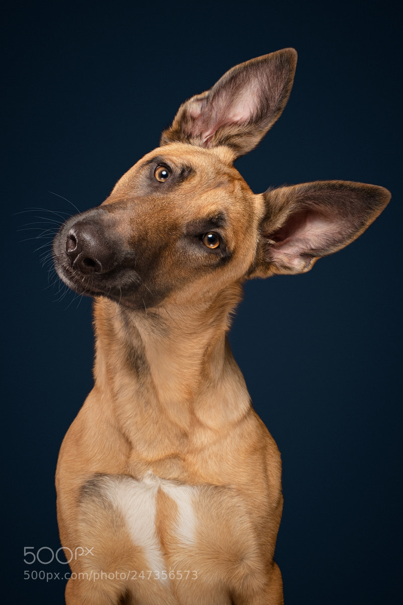 Fujifilm X-T2 sample photo. Queen of head tilts photography