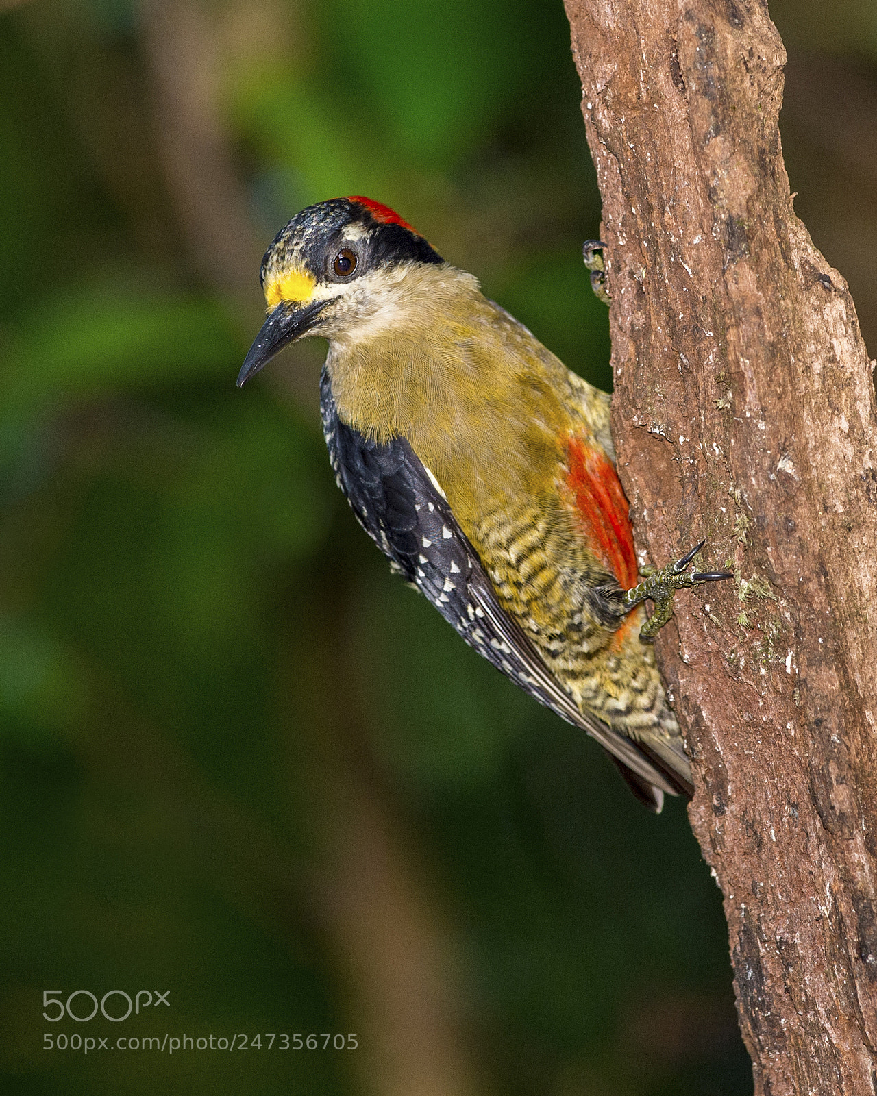 Nikon D4 sample photo. Black-cheeked woodpecker female photography