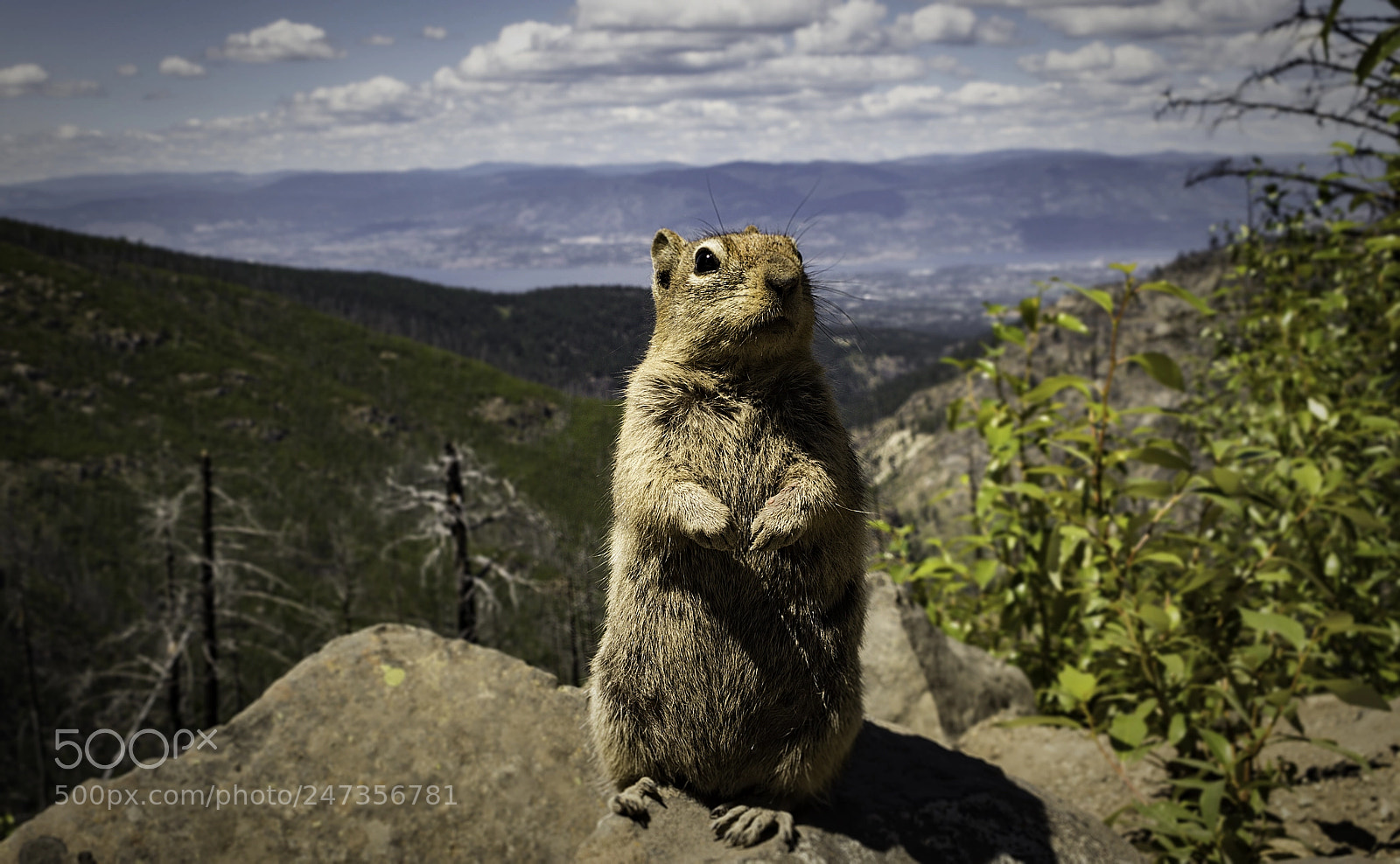Canon EOS 80D sample photo. Chipmunk photography