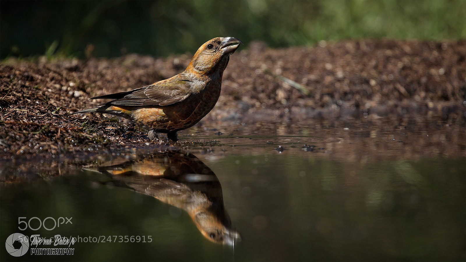 Canon EOS-1D Mark IV sample photo. Red crossbill photography