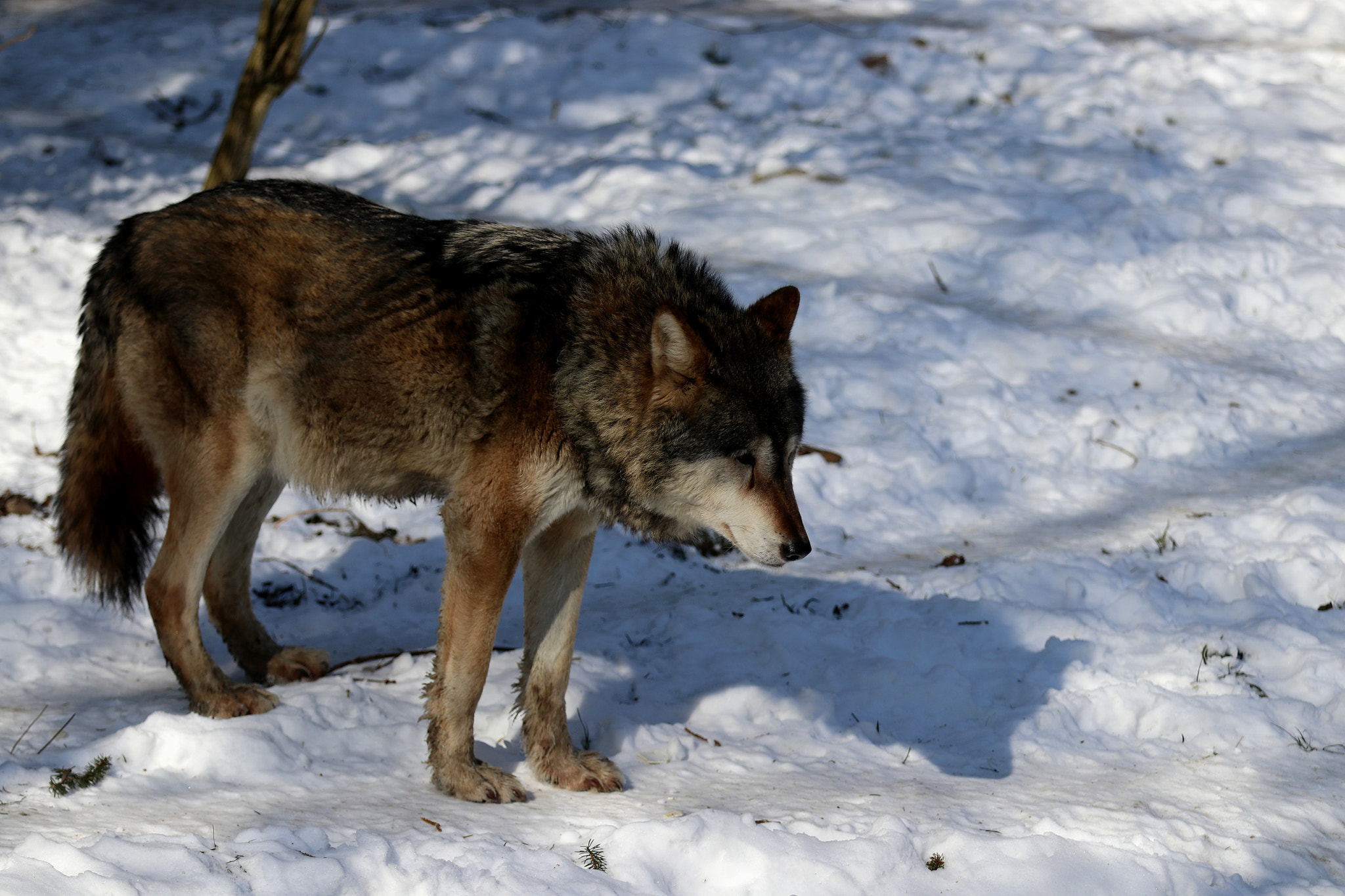 Canon EF 70-200mm F2.8L IS II USM sample photo. Wolf photography