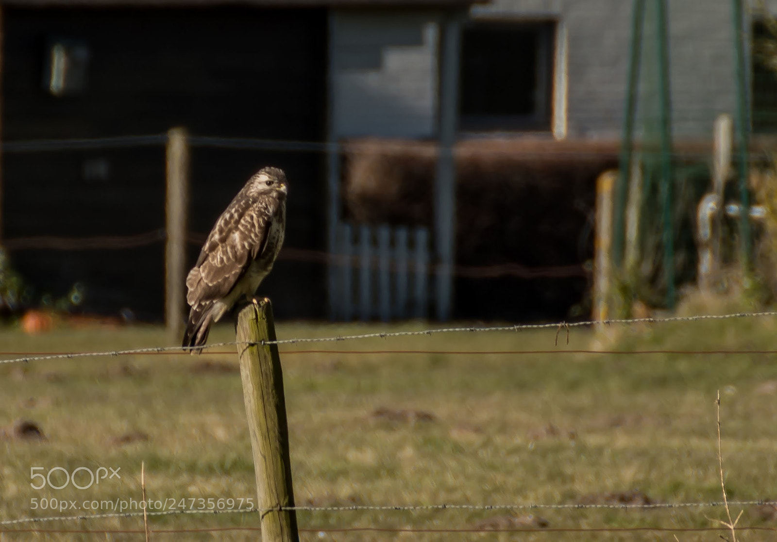 Nikon D500 sample photo. Buzzard photography