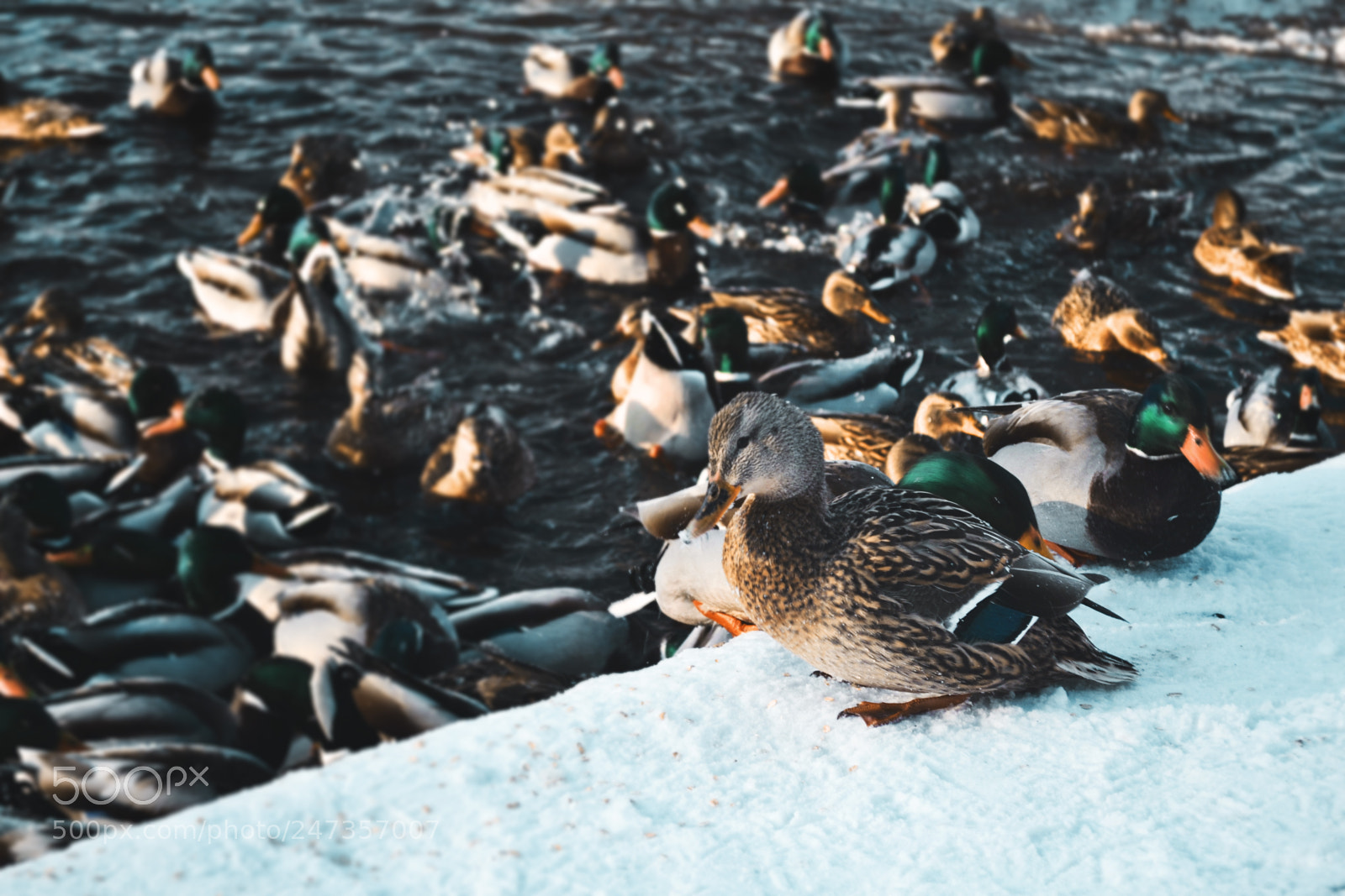 Nikon D3100 sample photo. Winter ducks photography