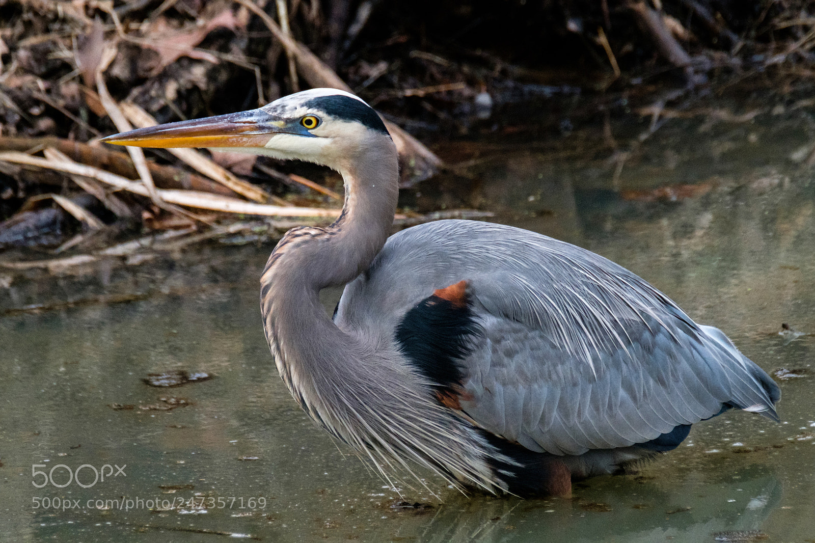 Fujifilm X-T2 sample photo. Cvnp blue heron photography