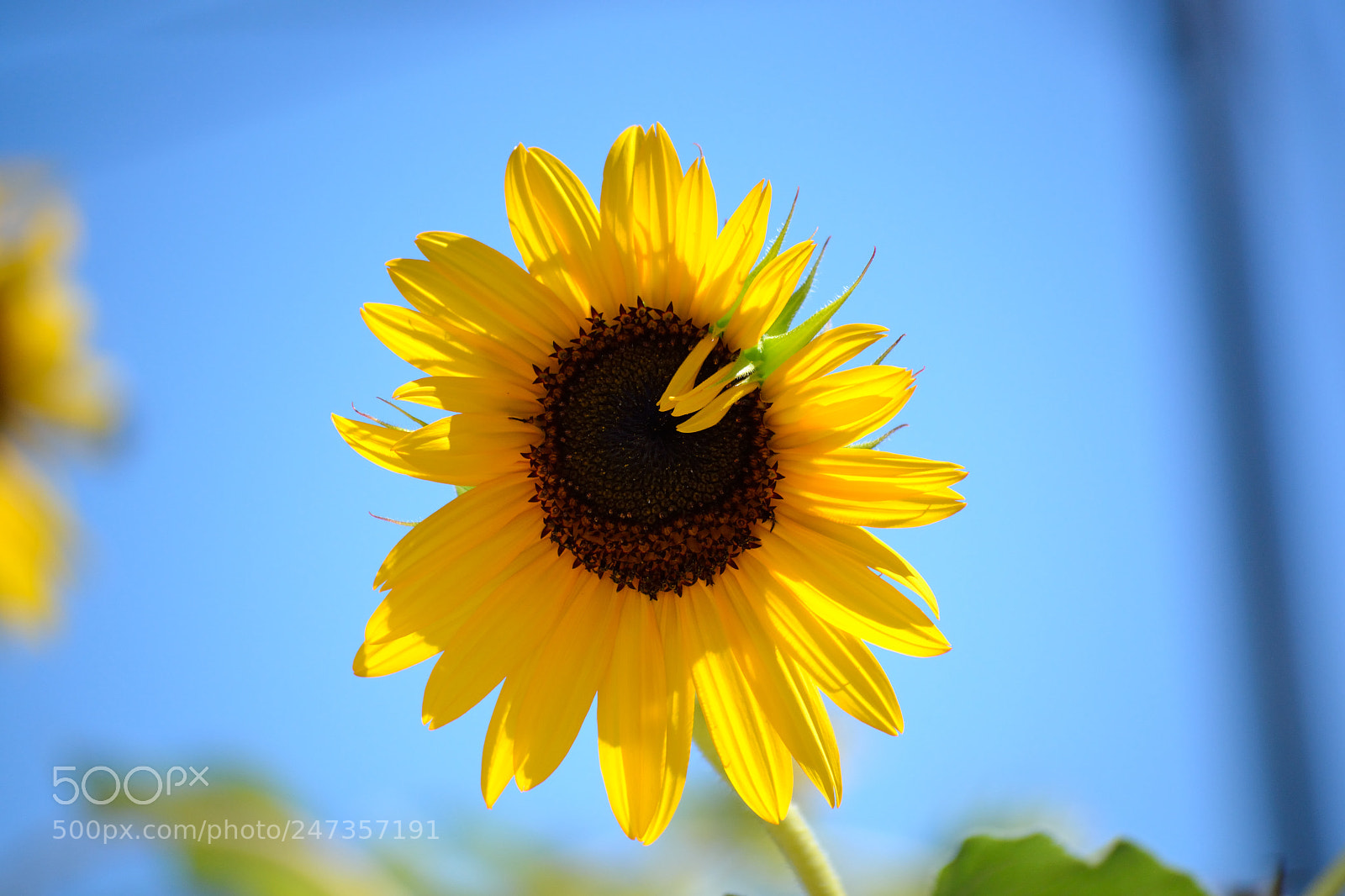 Nikon D3100 sample photo. Girasoli photography