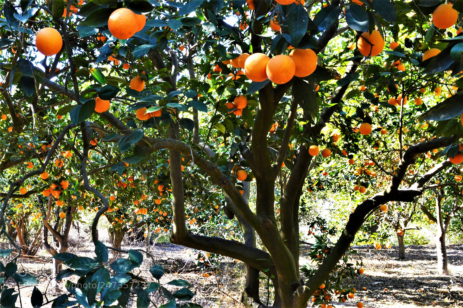 Nikon D3200 sample photo. In the land of photography