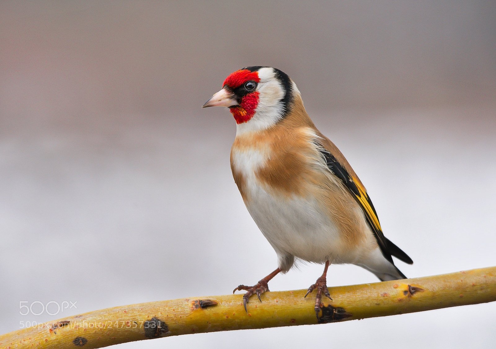 Nikon D7200 sample photo. Goldfinch photography