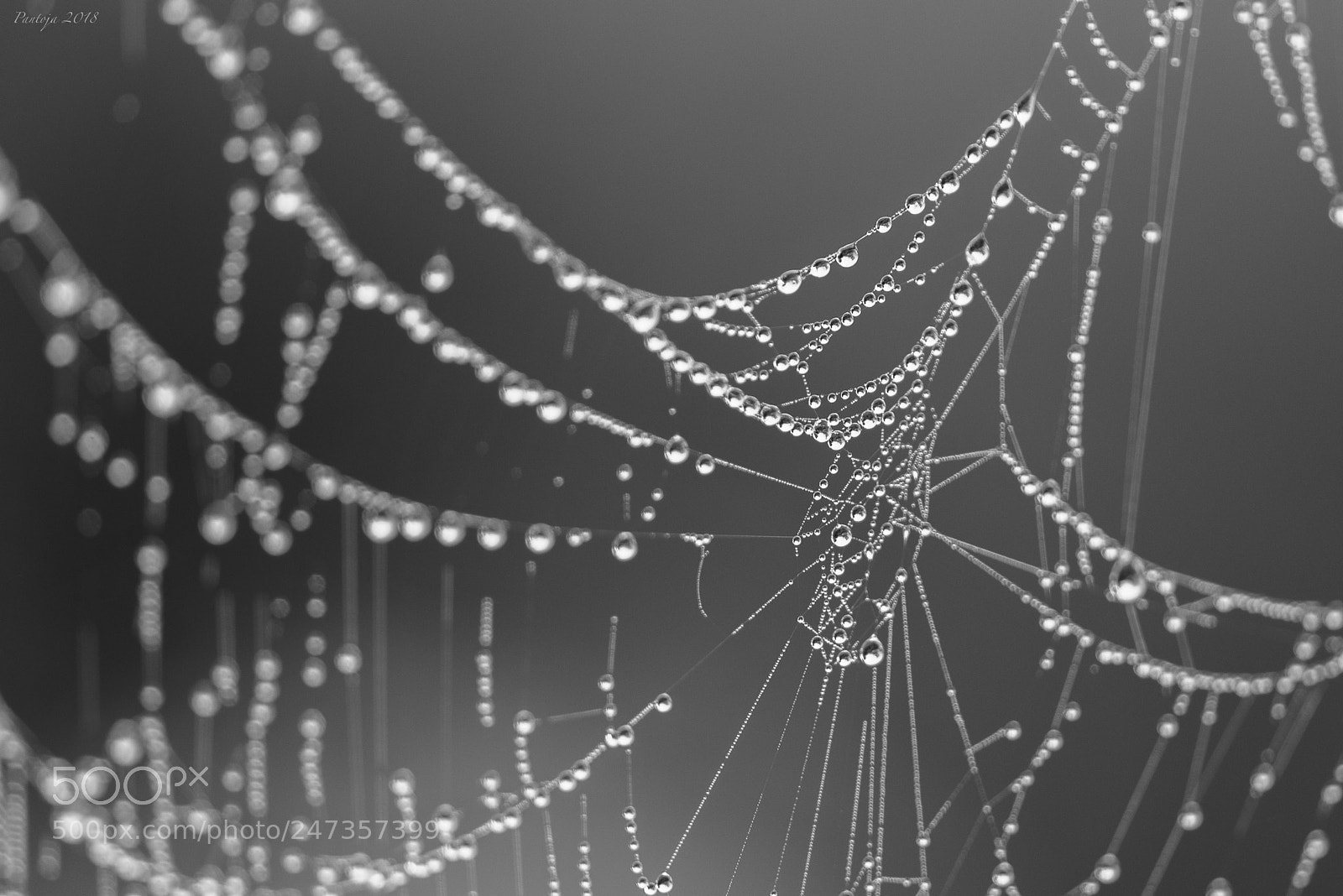 Nikon D600 sample photo. Dew droplets photography