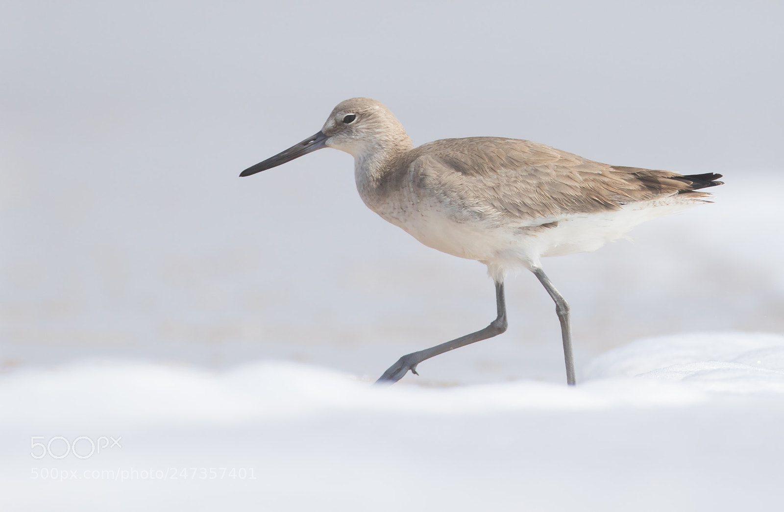 Canon EOS 7D Mark II sample photo. Willet photography