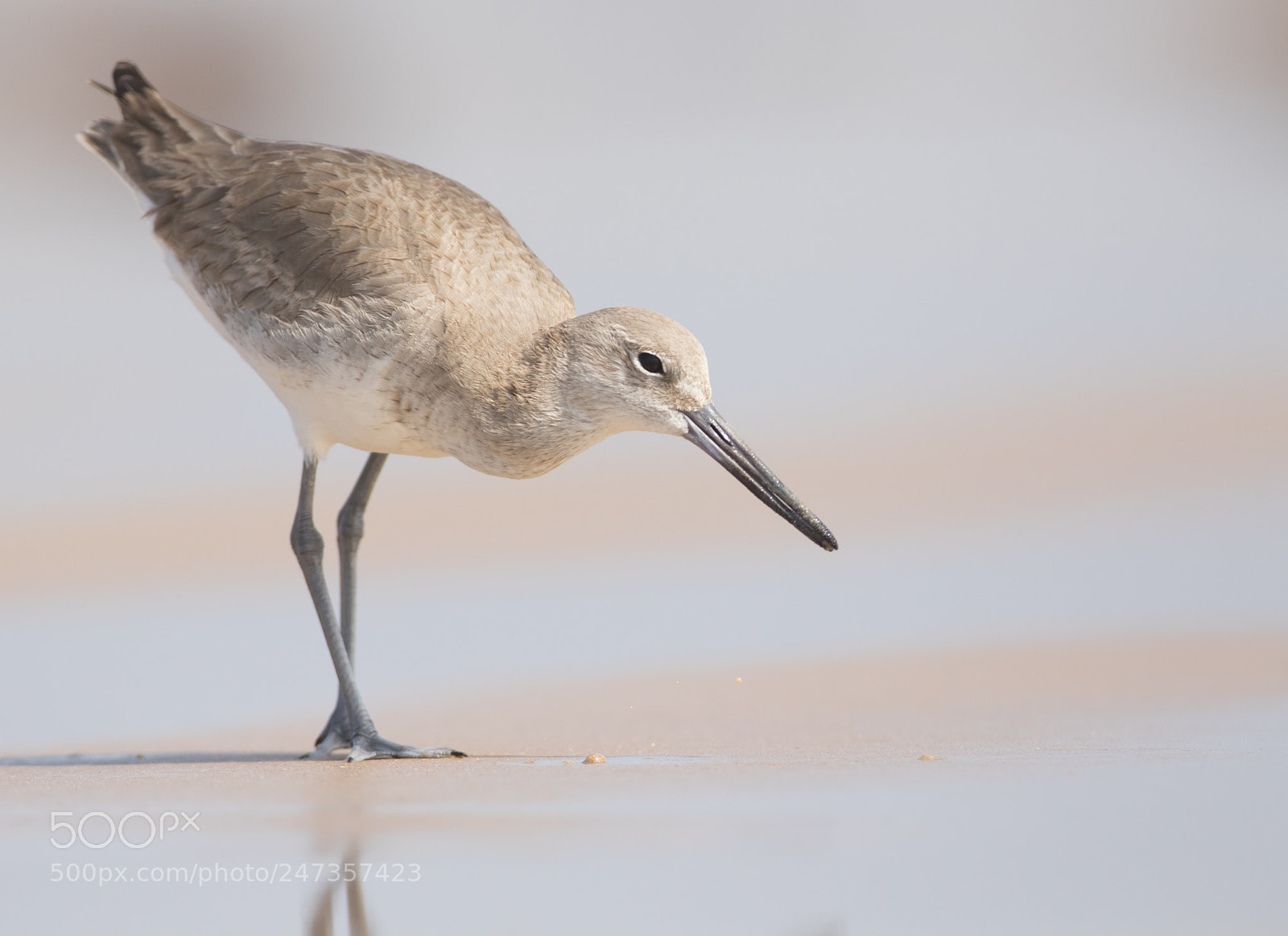Canon EOS 7D Mark II sample photo. Willet photography