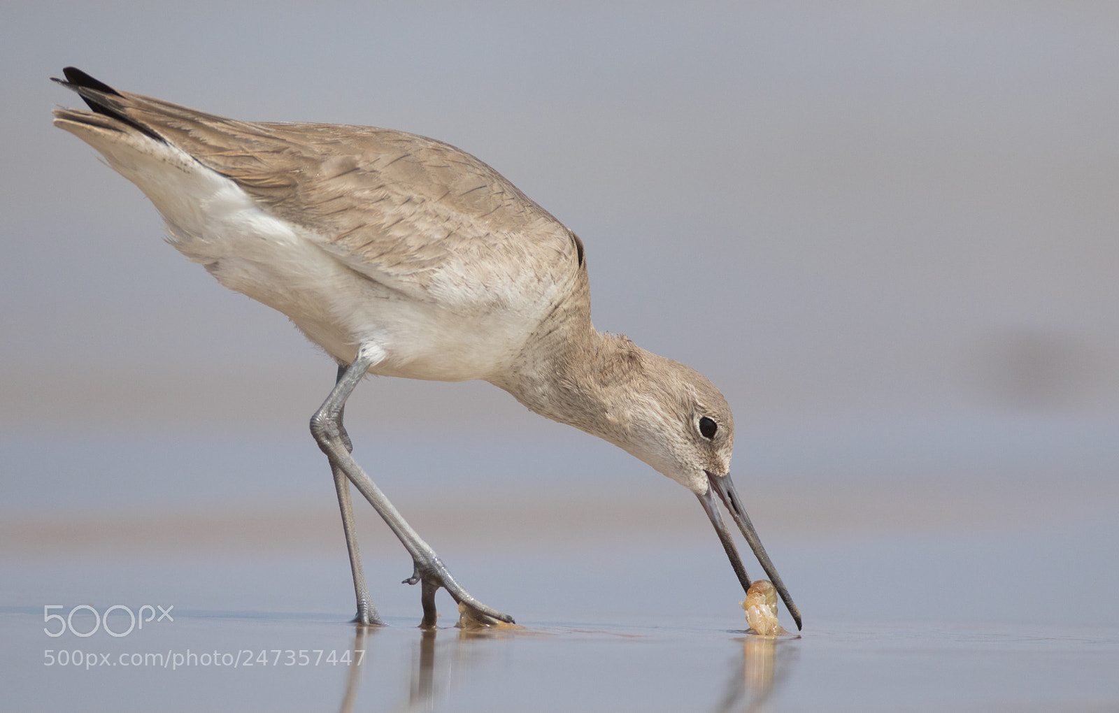 Canon EOS 7D Mark II sample photo. Willet photography