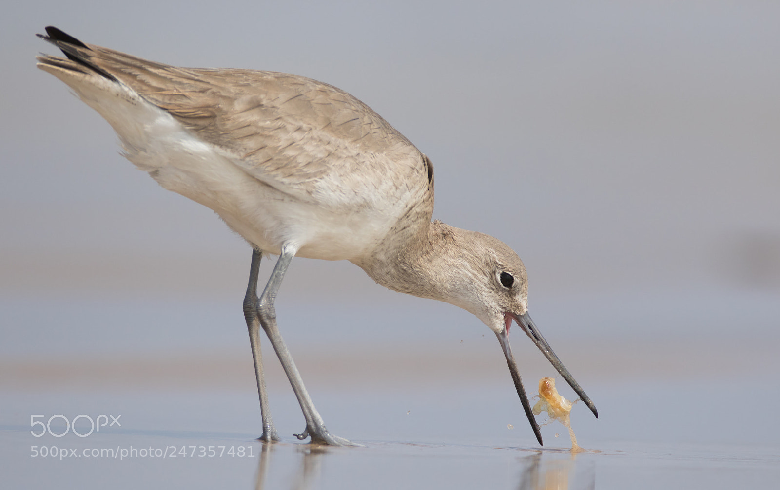 Canon EOS 7D Mark II sample photo. Willet photography