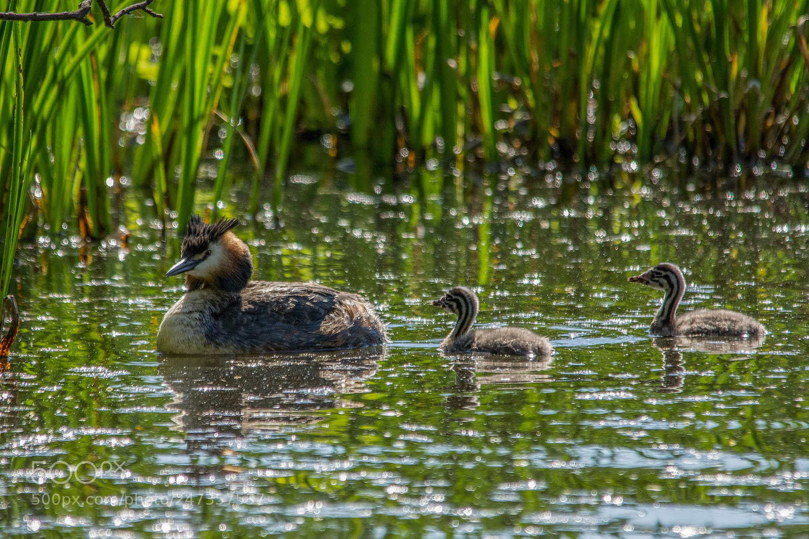 Nikon D7200 sample photo. Great crested grebe photography