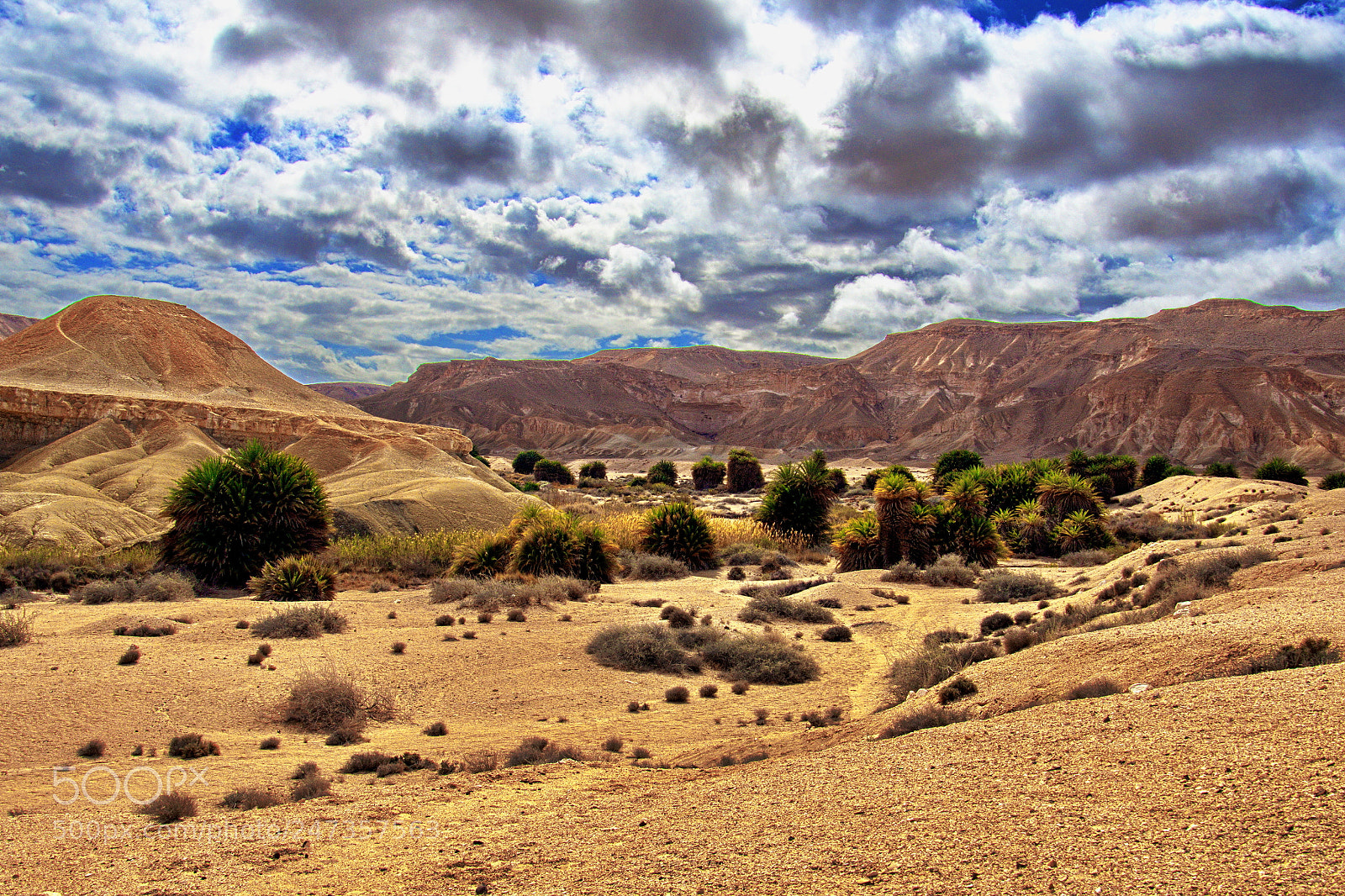 Nikon D7200 sample photo. Desert oasis after a photography