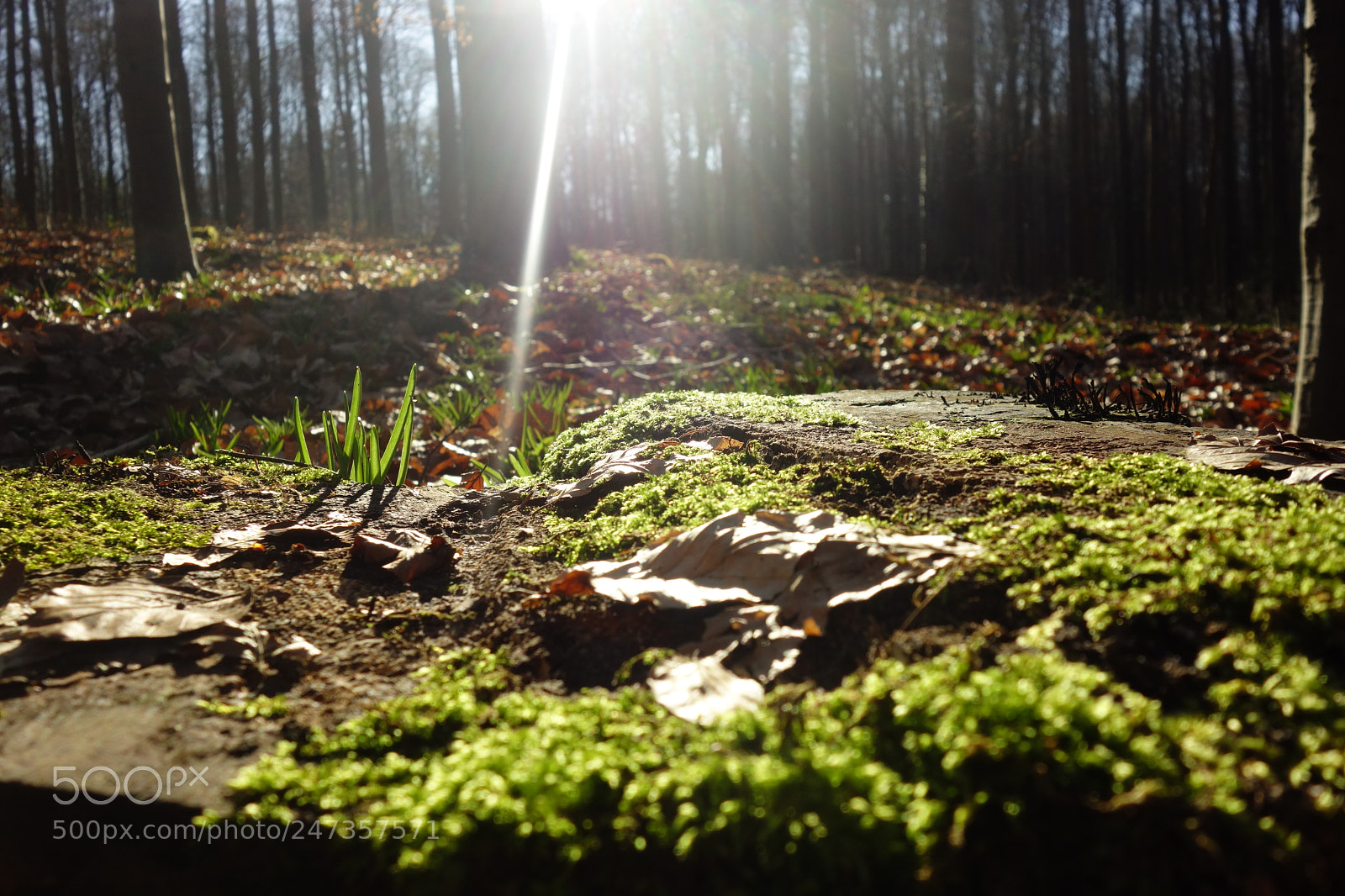 Sony Cyber-shot DSC-RX100 sample photo. Fluorescent photography