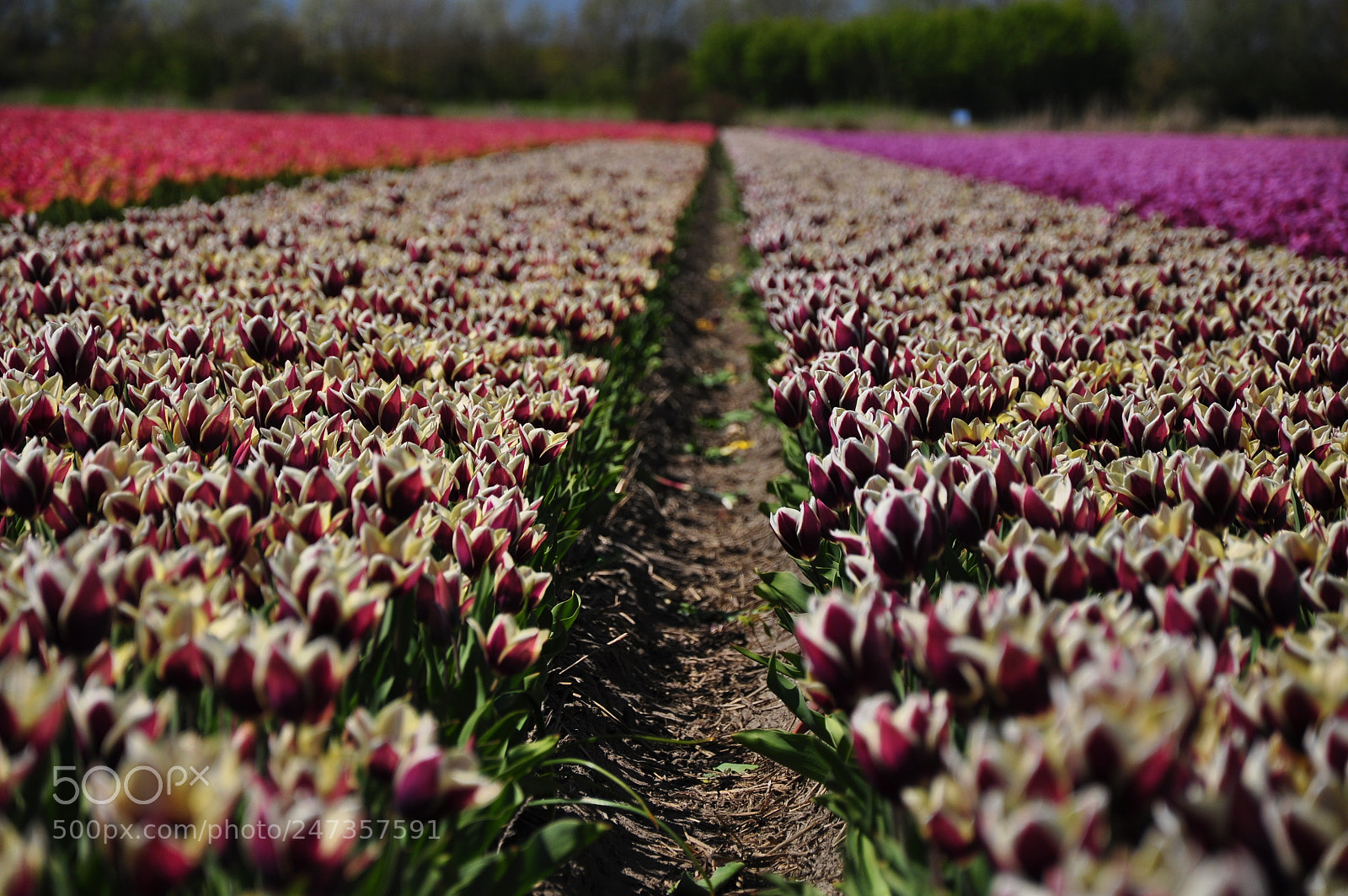 Nikon D90 sample photo. Tulipfield / holland photography