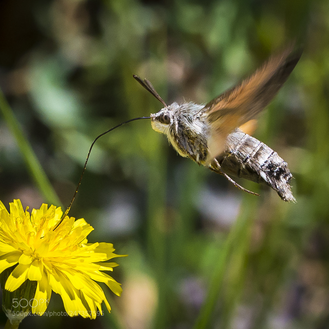 Nikon D610 sample photo. Macroglossum stellatarum photography