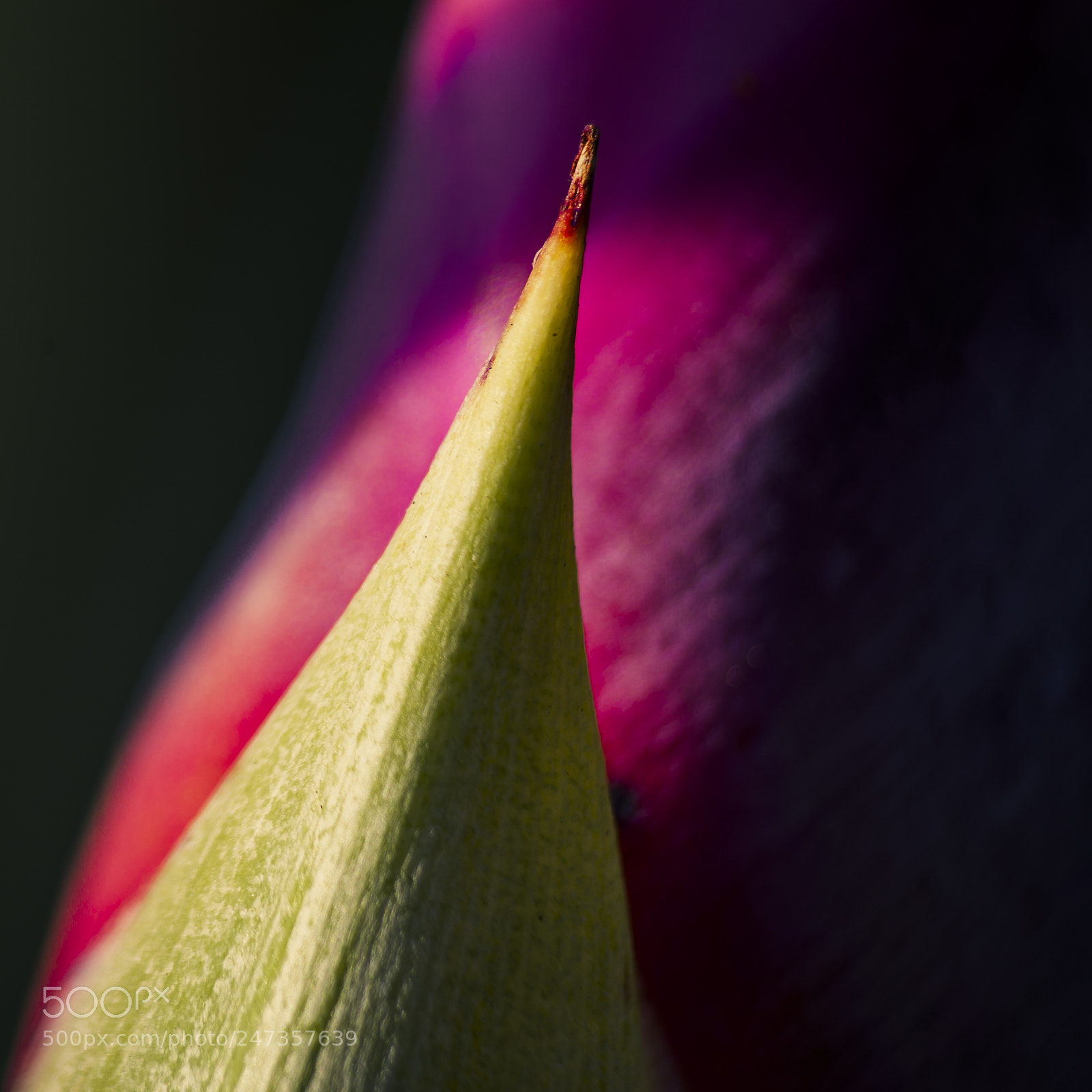 Pentax K-50 sample photo. _ photography