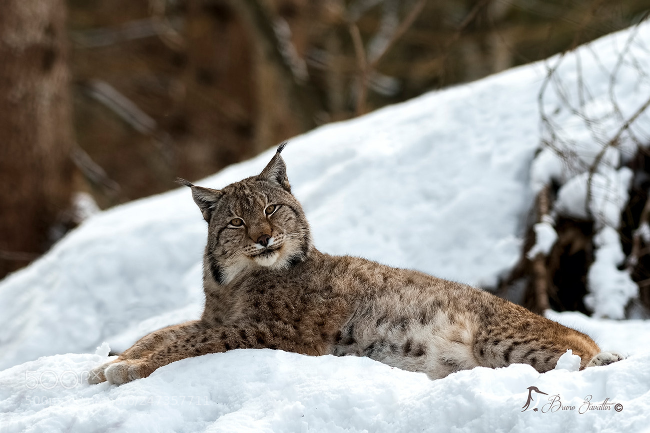 Nikon D500 sample photo. Lince europea photography