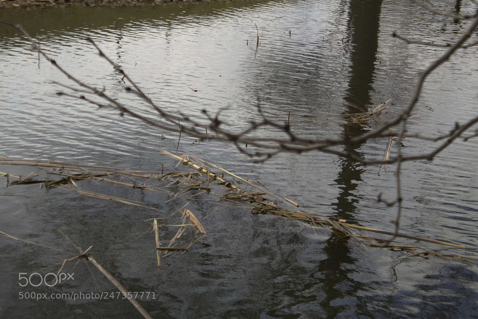 Canon EOS 1200D (EOS Rebel T5 / EOS Kiss X70 / EOS Hi) sample photo. Branches, lake, and contrast photography