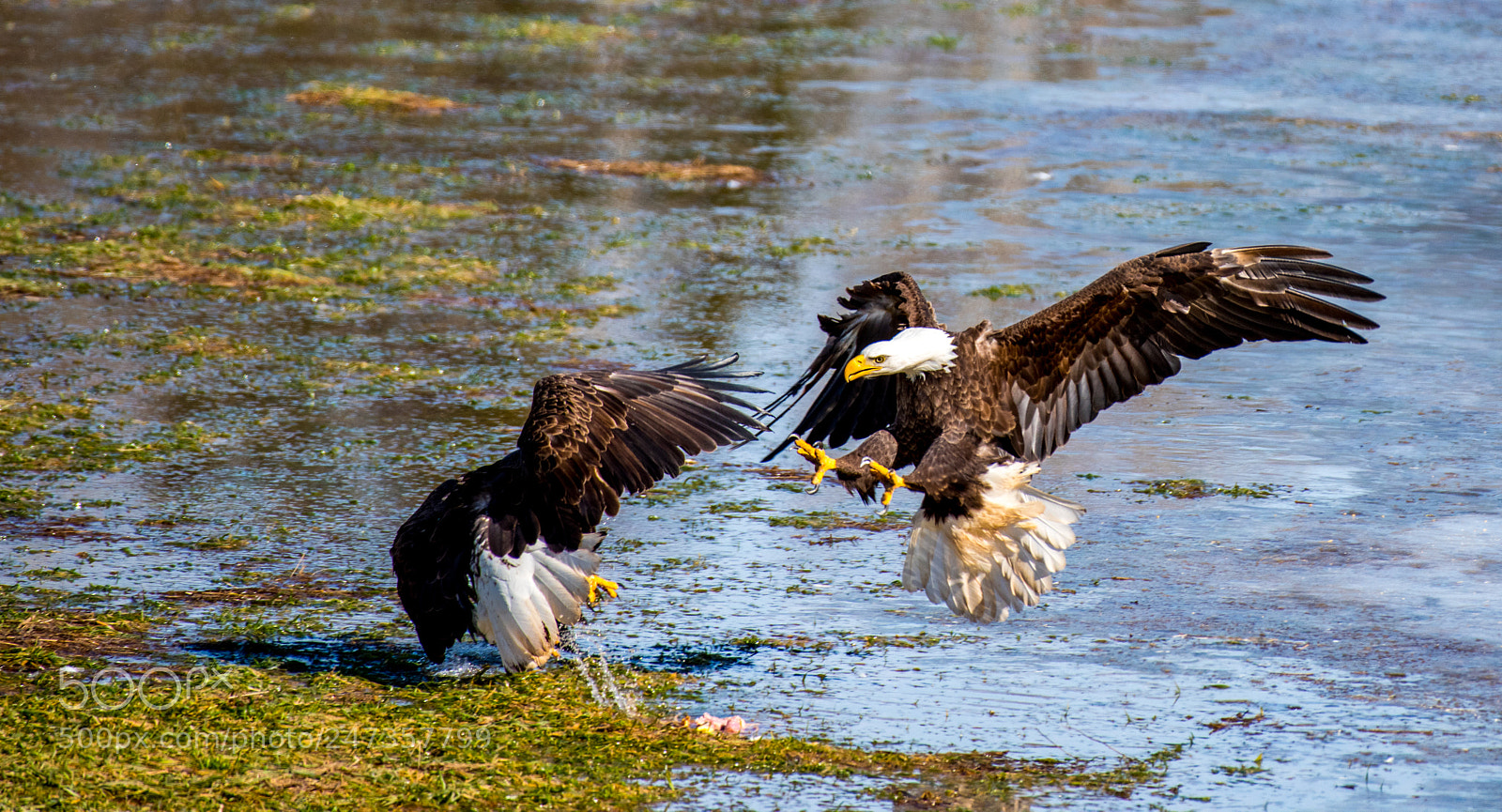 Nikon D810 sample photo. Surprise... photography