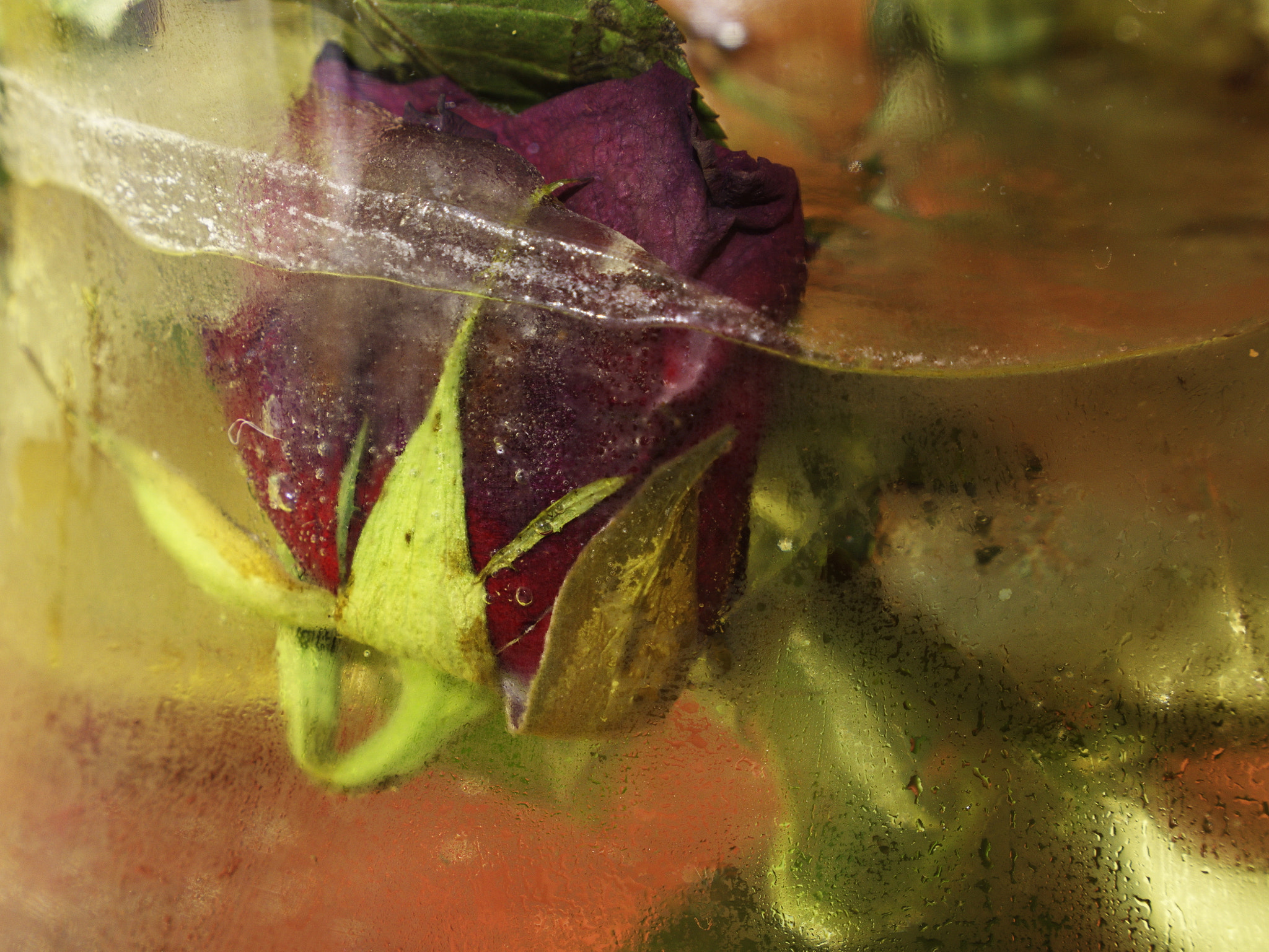 Panasonic Lumix DMC-GX8 sample photo. Frozen rose 1 photography