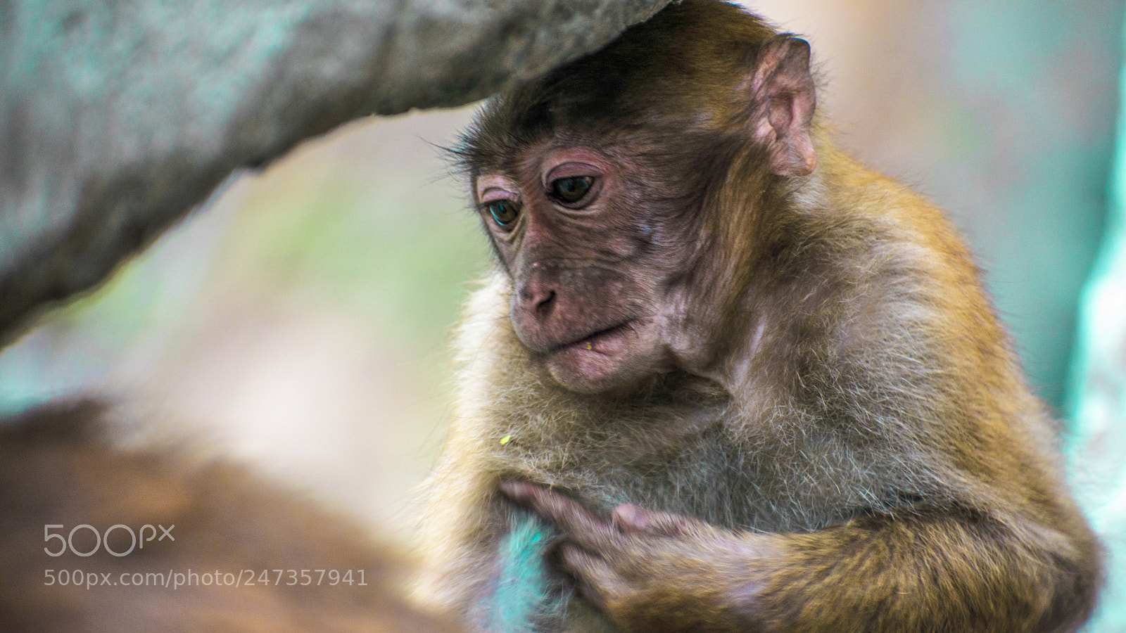 Nikon D3400 sample photo. A #baby #rhesusmacaque #monkey photography