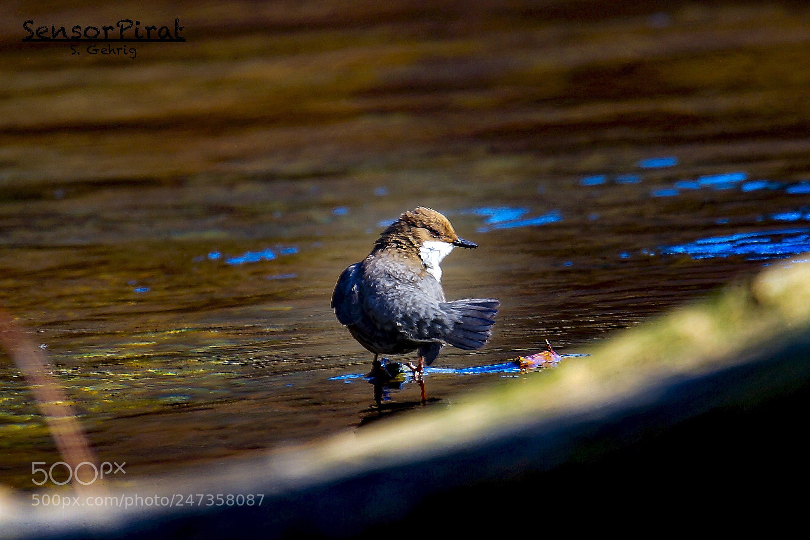 Sony SLT-A99V sample photo. Wasseramsel. photography