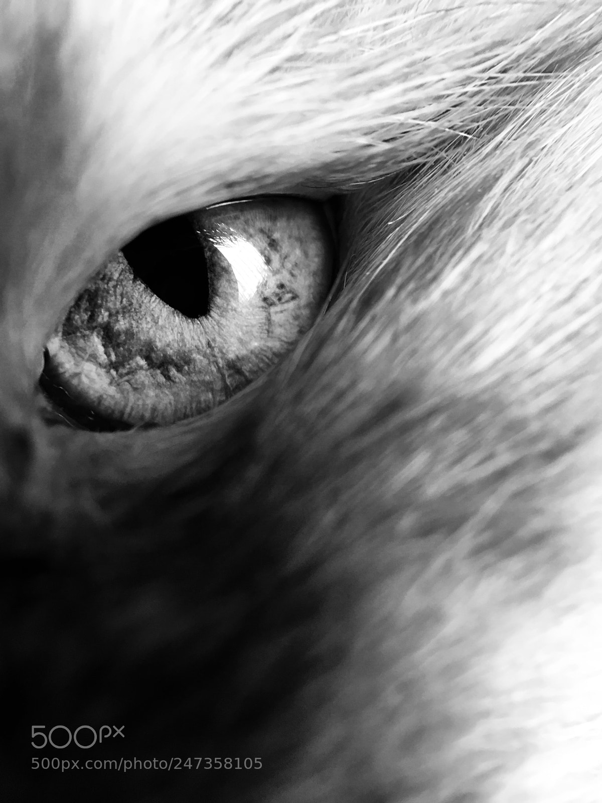 Apple iPhone 6s Plus sample photo. Cat eye photography