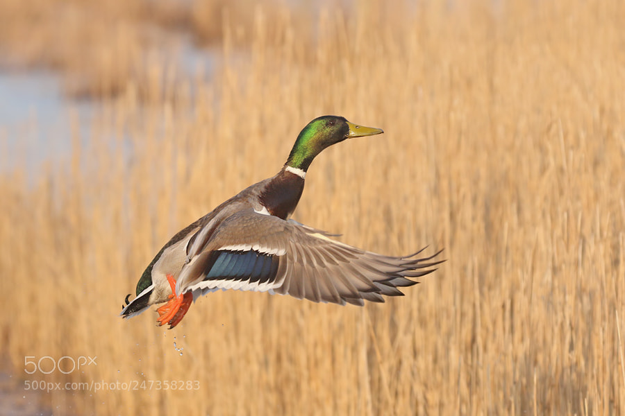Canon EOS 7D Mark II sample photo. Mallard photography