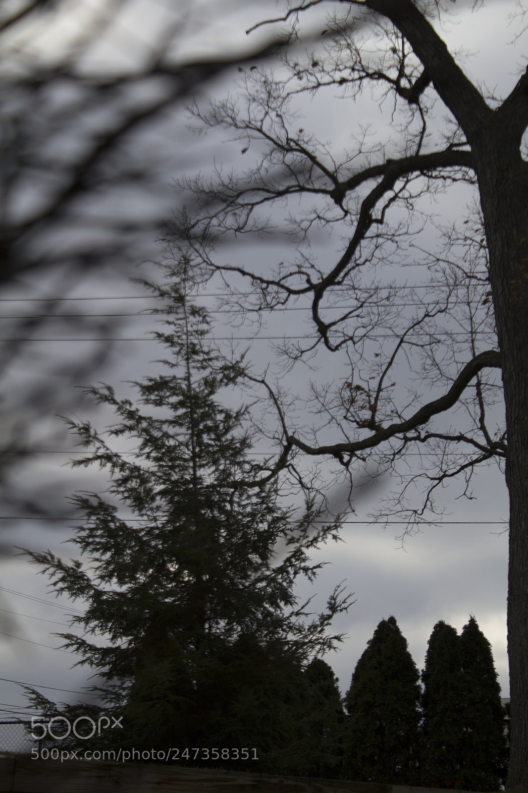 Canon EOS 1200D (EOS Rebel T5 / EOS Kiss X70 / EOS Hi) sample photo. Trees and blurry branches photography
