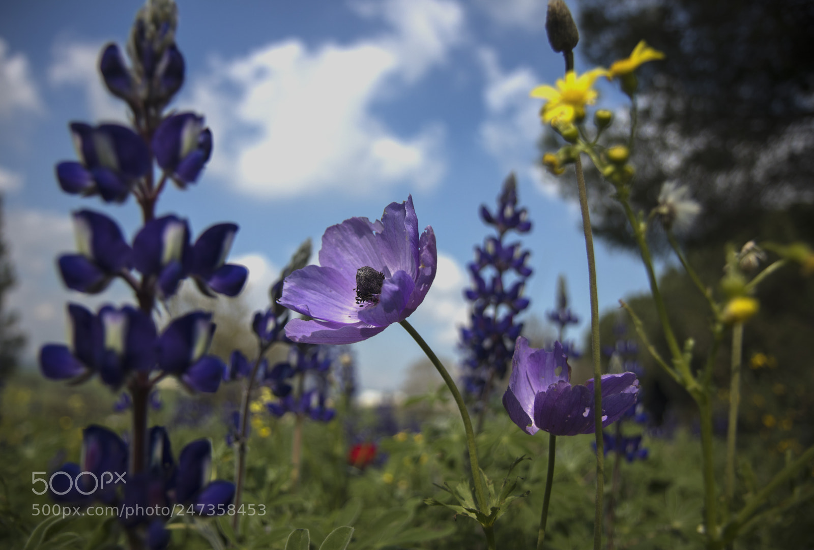 Canon EOS 77D (EOS 9000D / EOS 770D) sample photo. Early spring flowers photography
