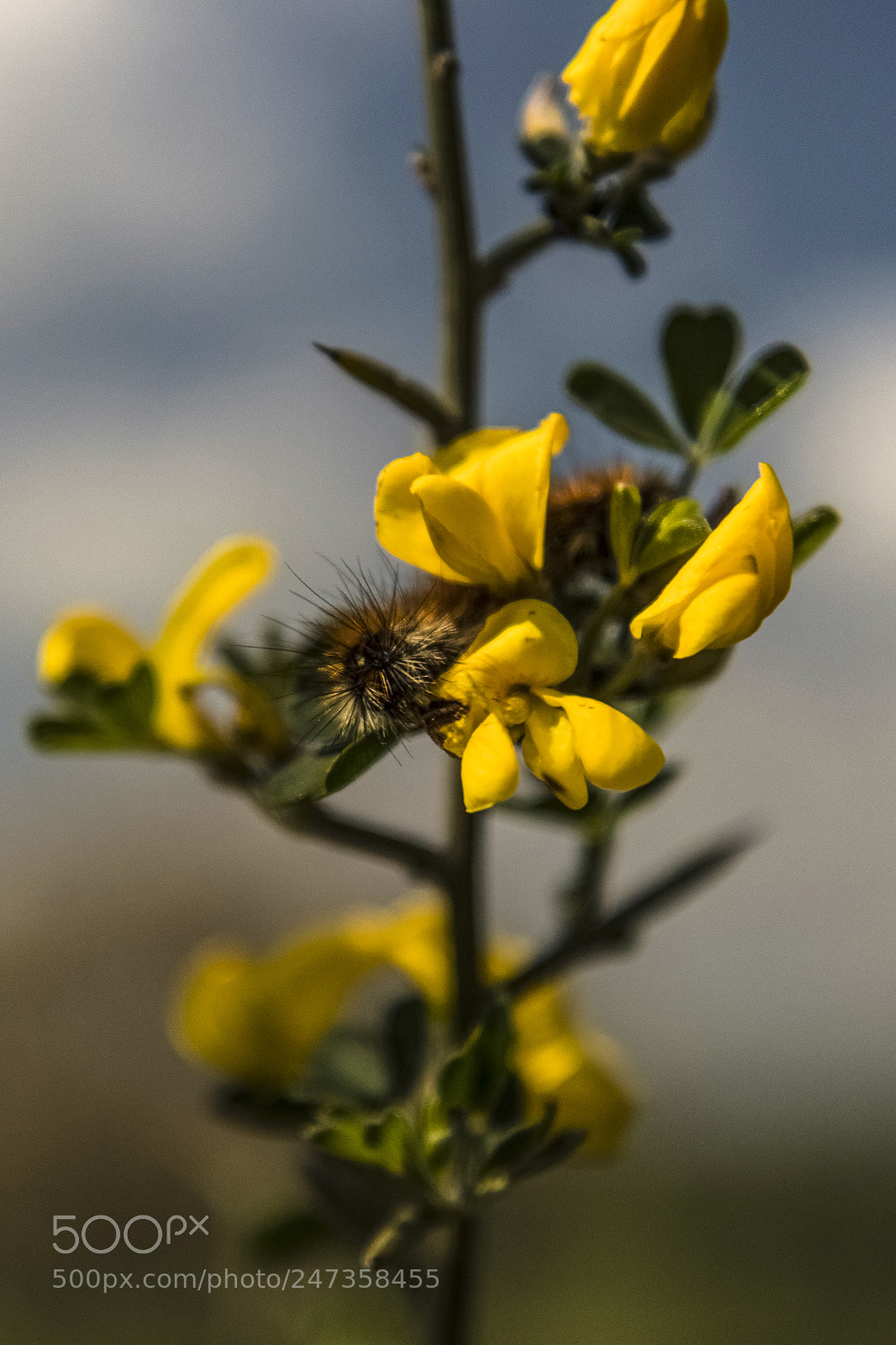 Canon EOS 77D (EOS 9000D / EOS 770D) sample photo. Early spring - ocnogyna photography
